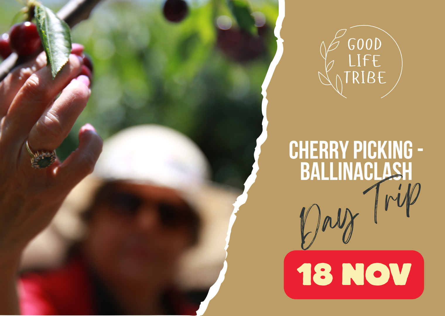 Cherry Picking at Ballinaclash Orchards