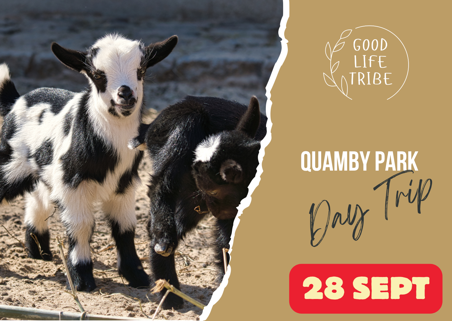 Yass and Quamby Park Animal Encounters