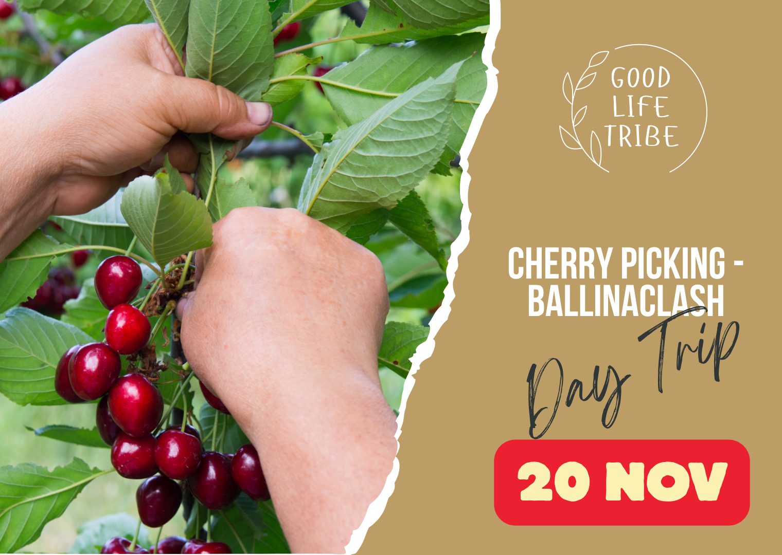 Cherry Picking at Ballinaclash Orchards