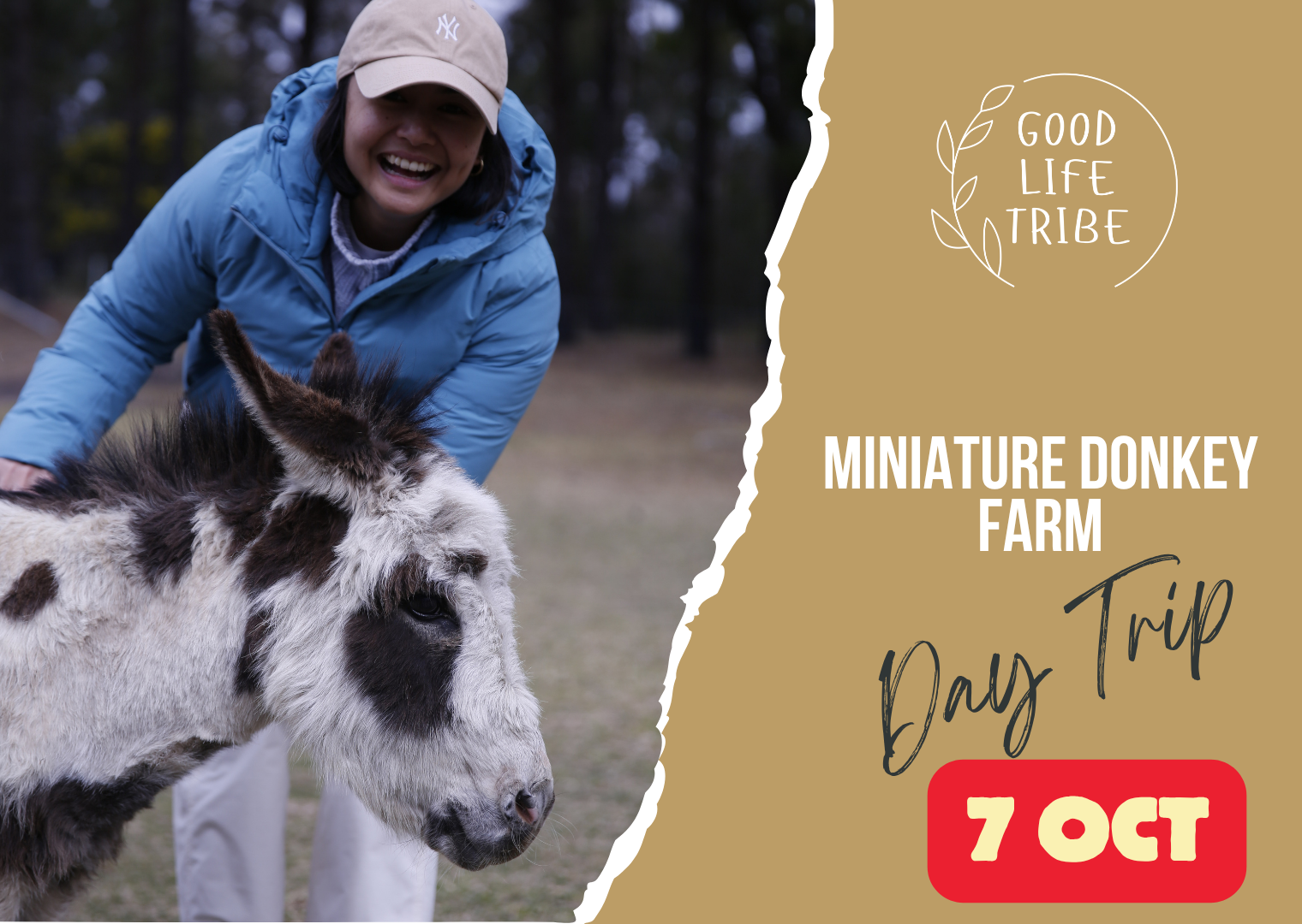 Miniature Donkeys