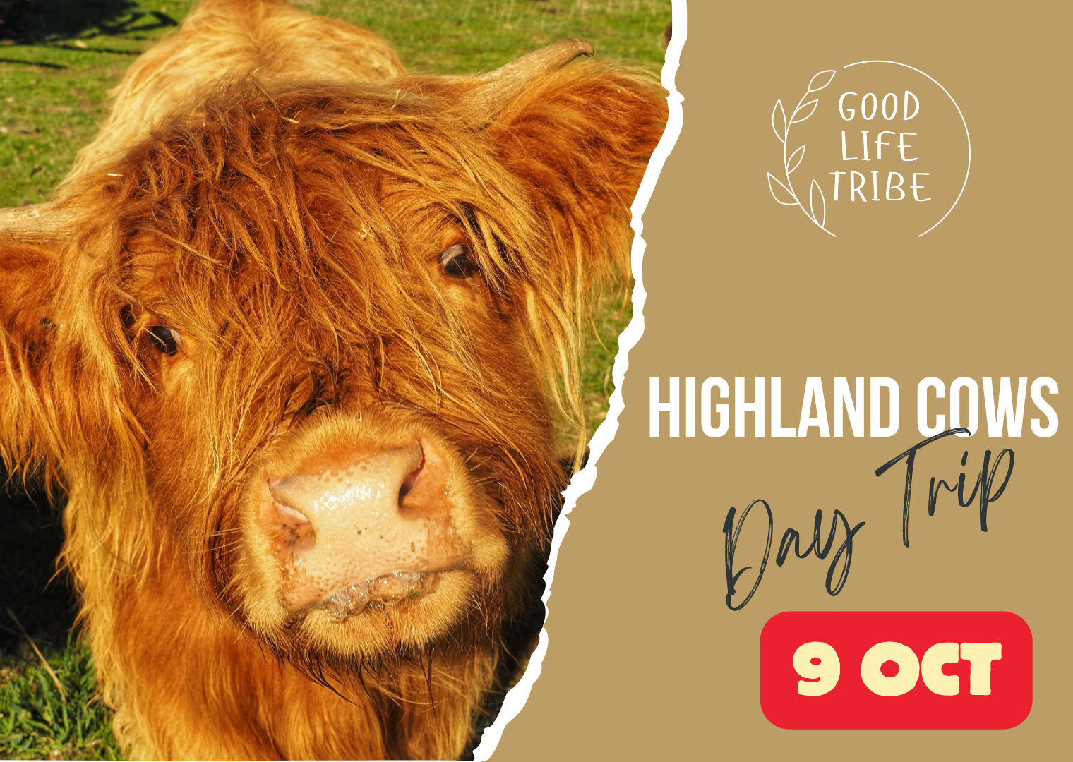 Highland Cows