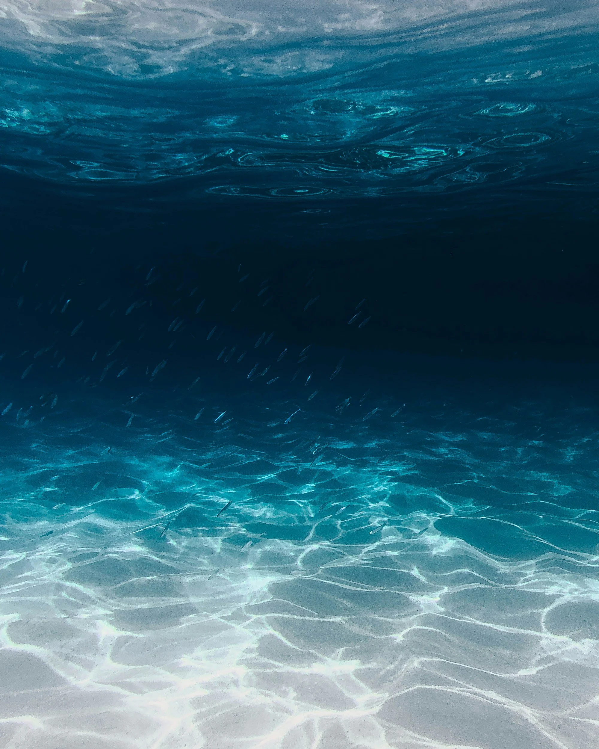 Underwater scene showing a school of small fish swimming near the ocean floor with sunlight reflections on the sand.