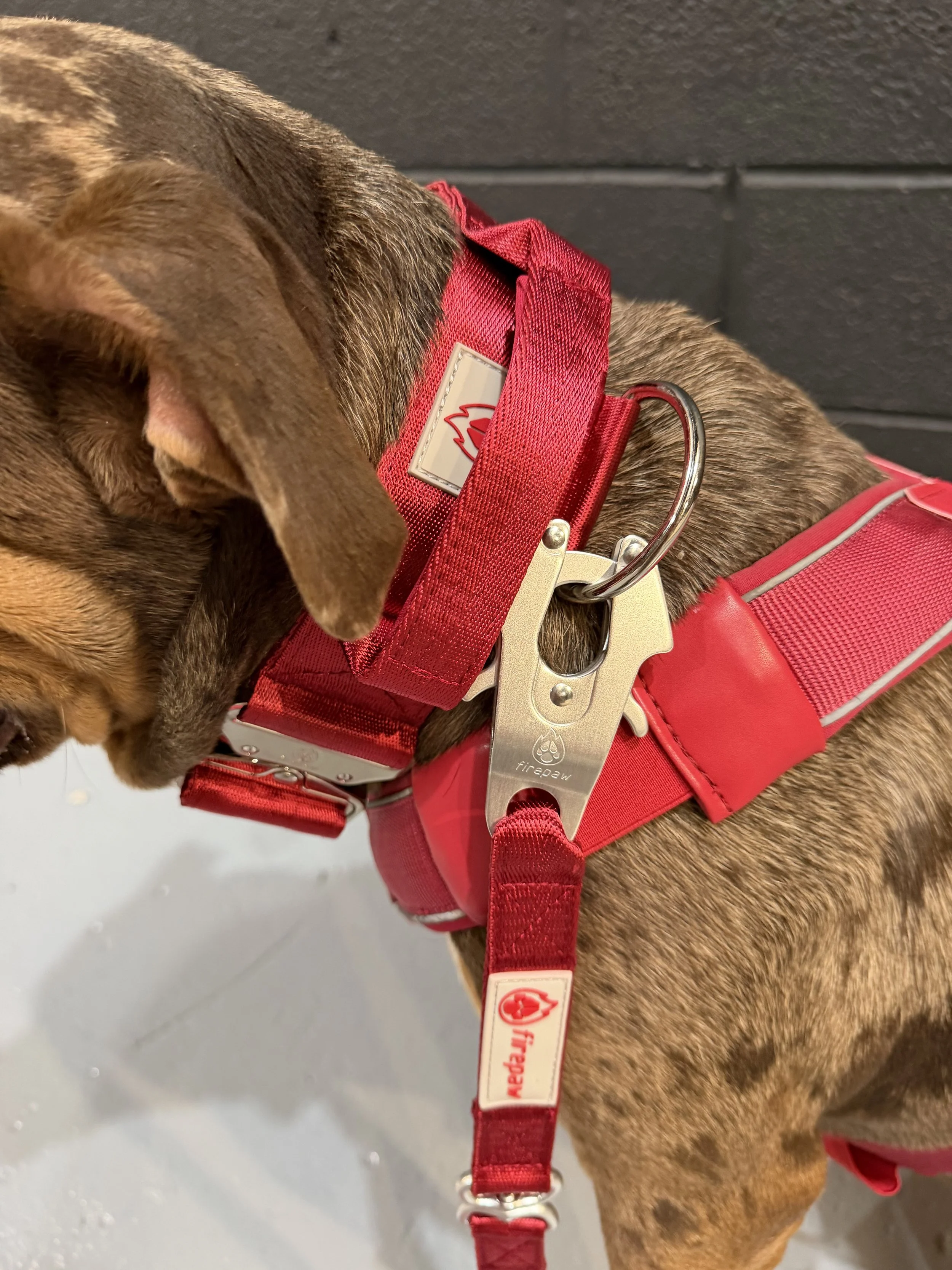 Fire Paw Collar