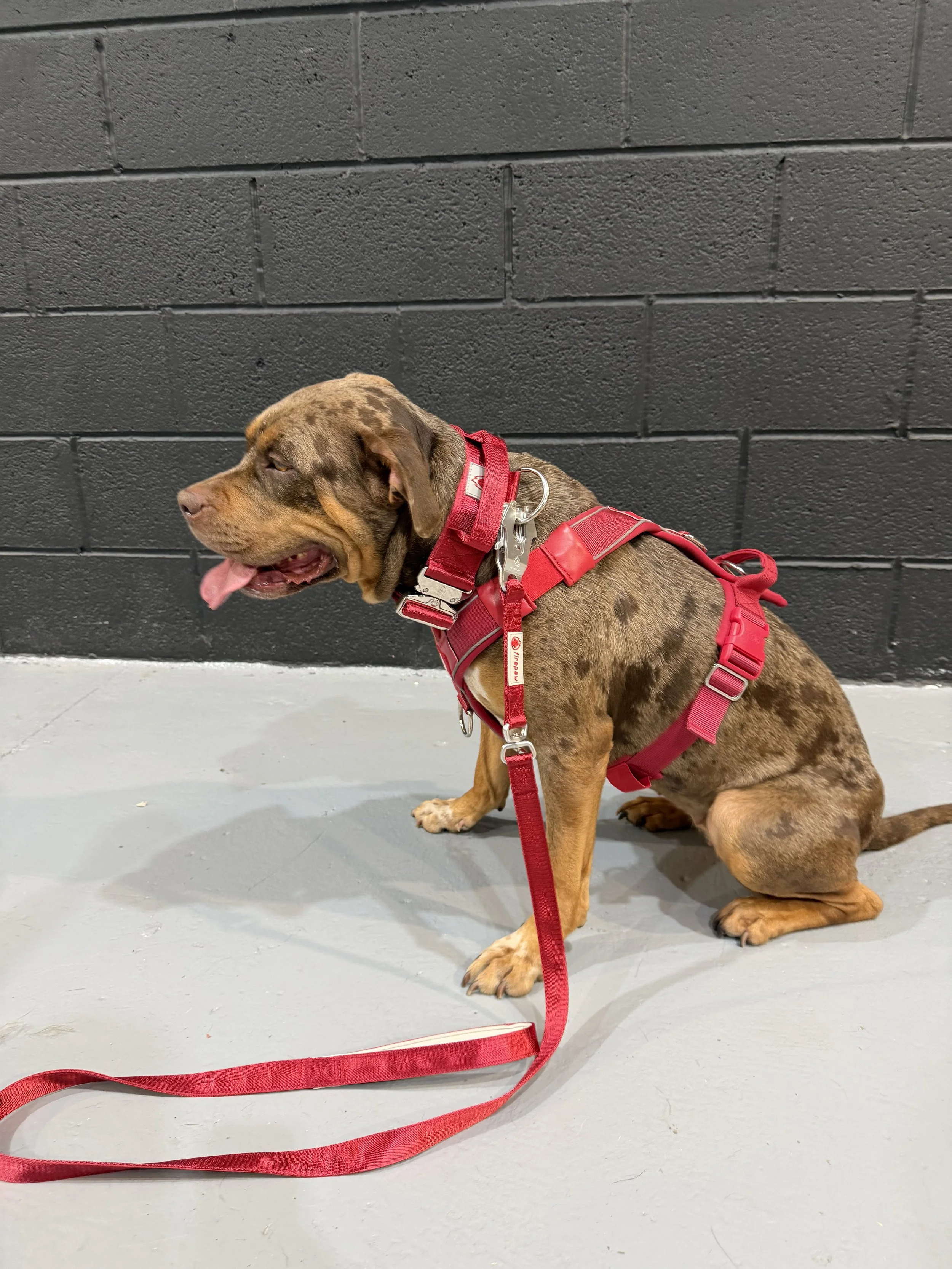 Fire Paw Lead