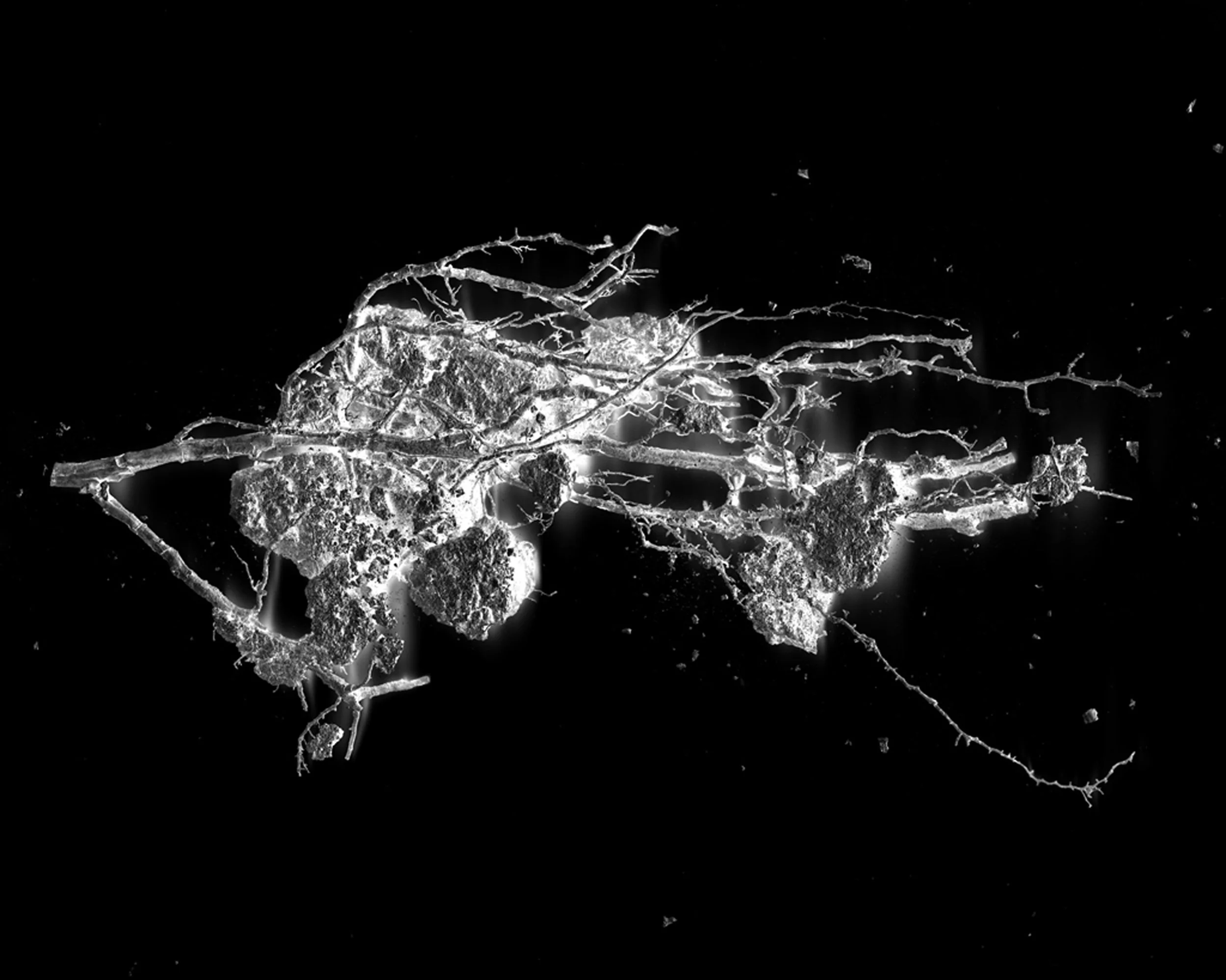 Margot Wallard_Untitled (from series Natten)_2013-2017 (5).jpeg