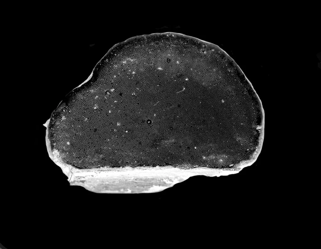 Margot Wallard_Untitled (from series Natten)_2013-2017 (10).jpeg