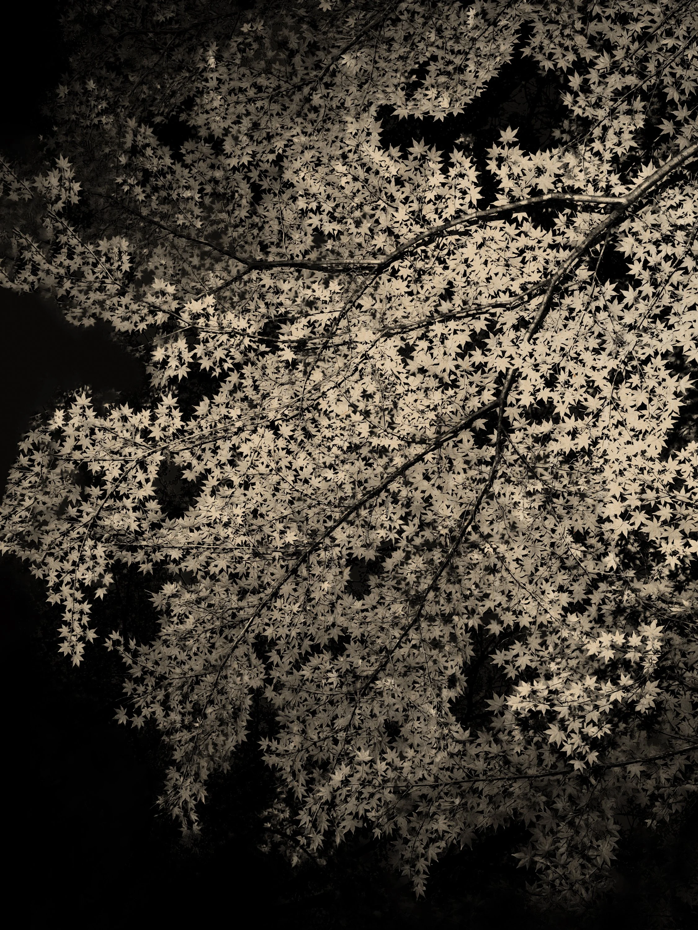 © Paul Cupido. All Rights Reserved.