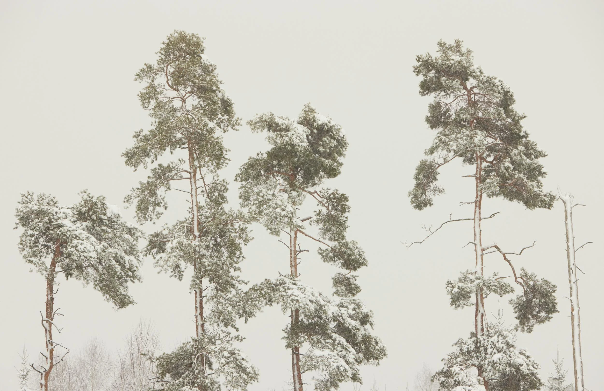 © Michael Schnabel. All Rights Reserved.