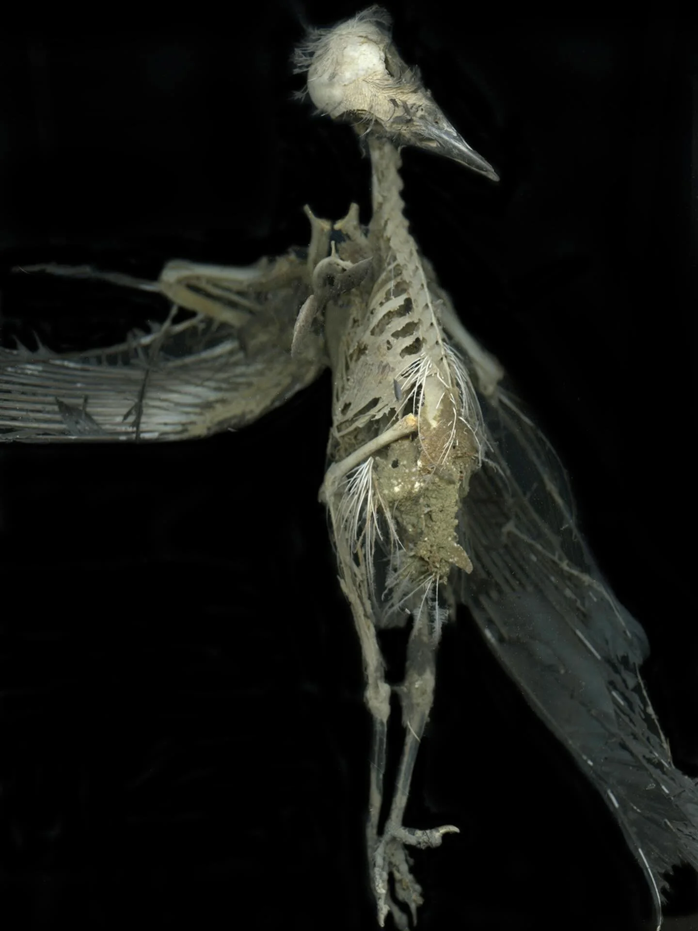 BIRD, 2016 from the series NATTEN, 2013-2017 by @margotwallard #photographyart #fineartphotography #artphoto #fantasticphoto #photographycollector