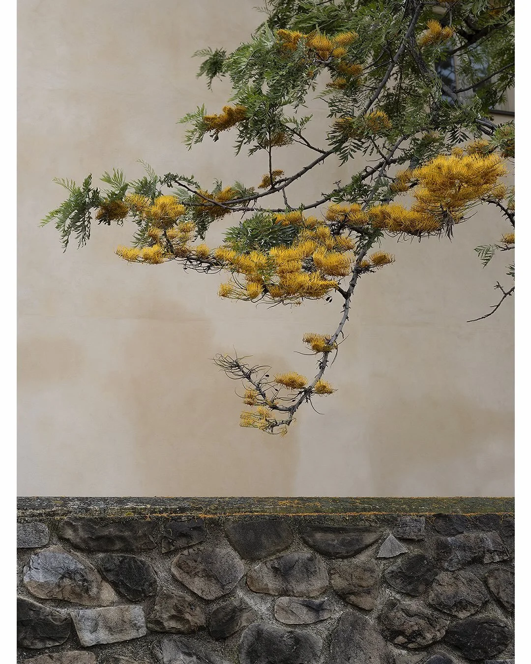 Grevillea Robusta, 2025 by @loredana_nemes from the series SICILIA shown @photobasel @galerie_springer (booth 22) @esther.woerdehoff (booth A5) #paneltalk