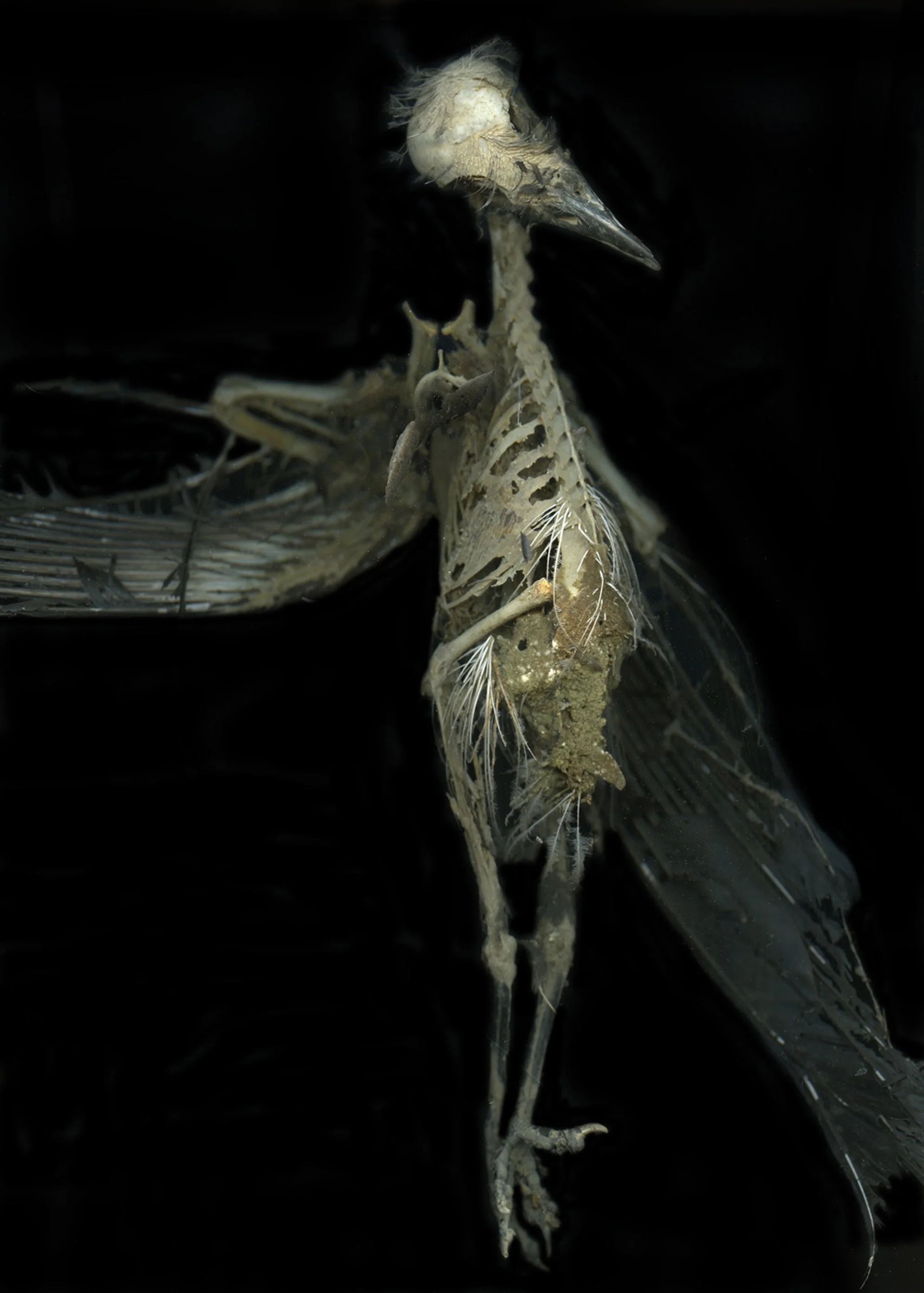 Margot Wallard_Untitled (from series Natten)_2013-2017 (7).jpeg