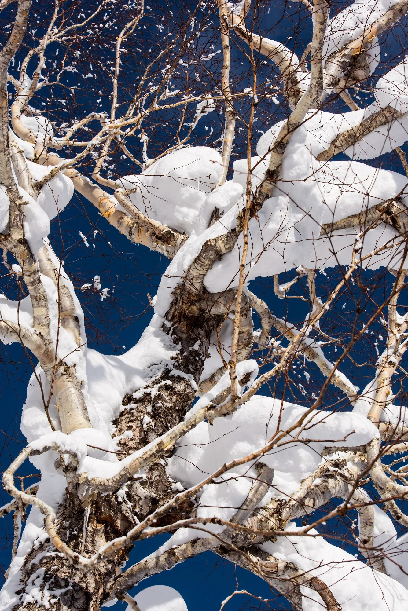 © Dominic Zimmermann. All Rights Reserved.