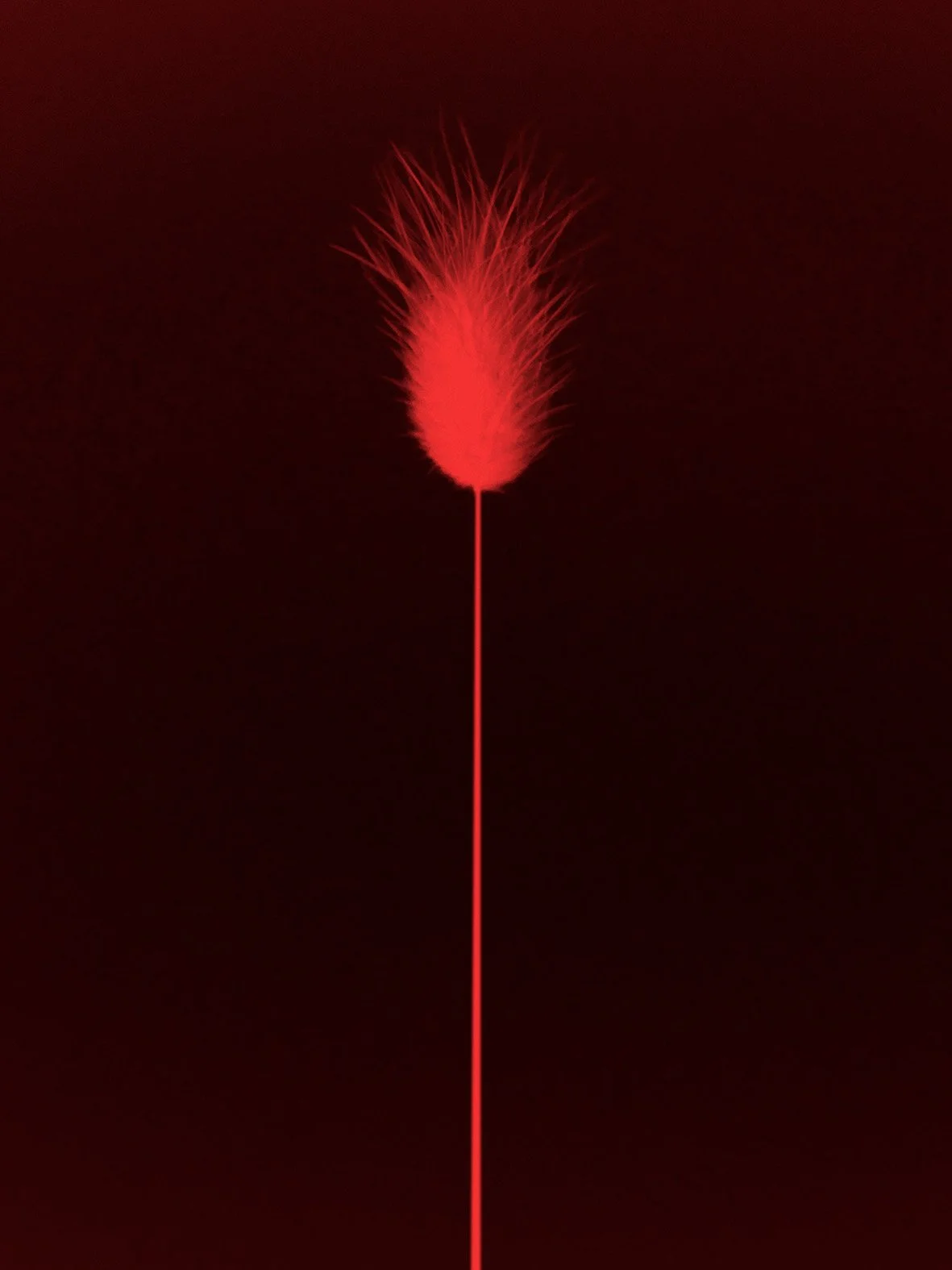 © Paul Cupido. All Rights Reserved.