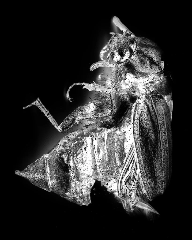 Margot Wallard_Untitled (from series Natten)_2013-2017 (22).jpeg