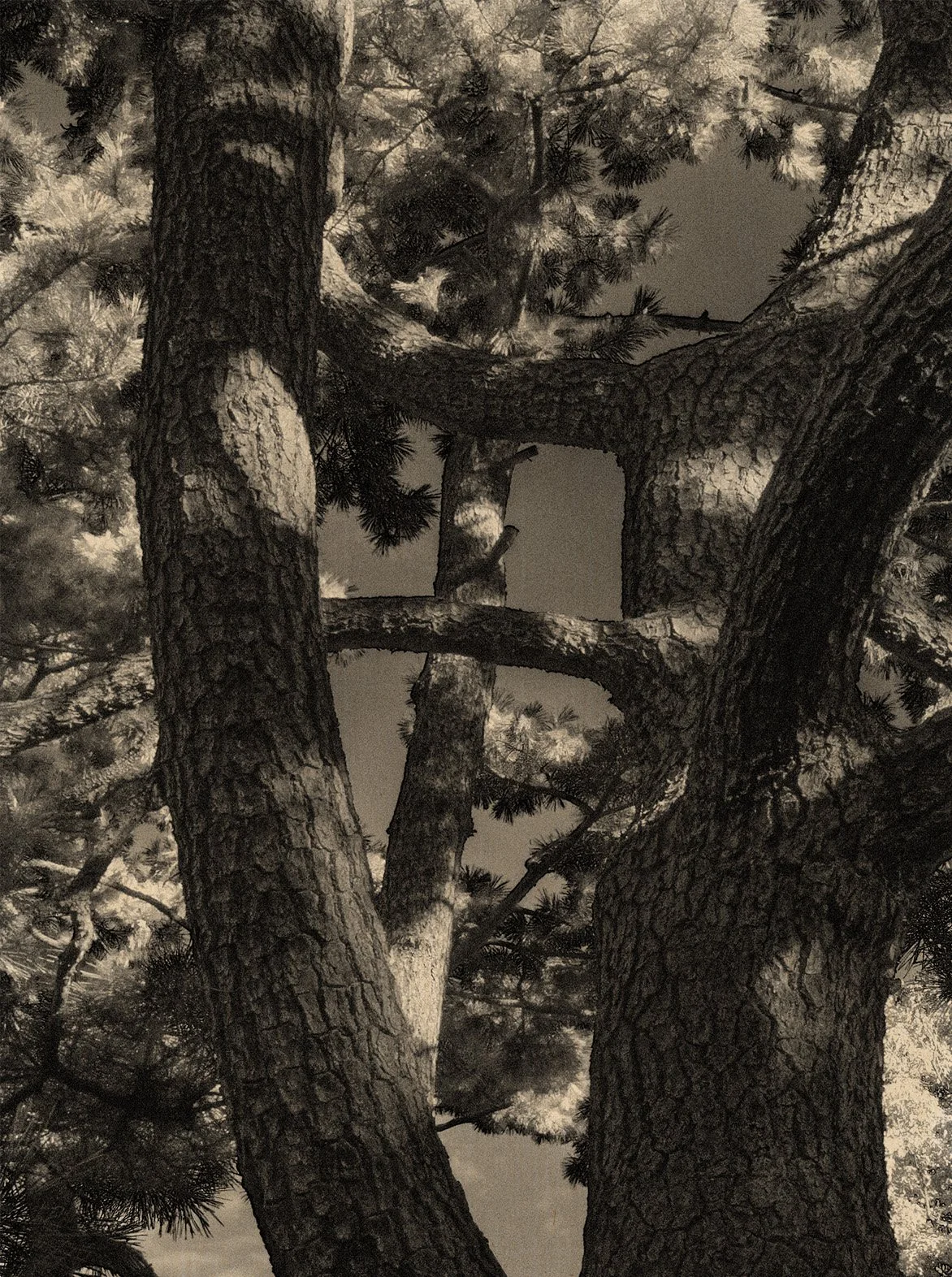 © Paul Cupido. All Rights Reserved.