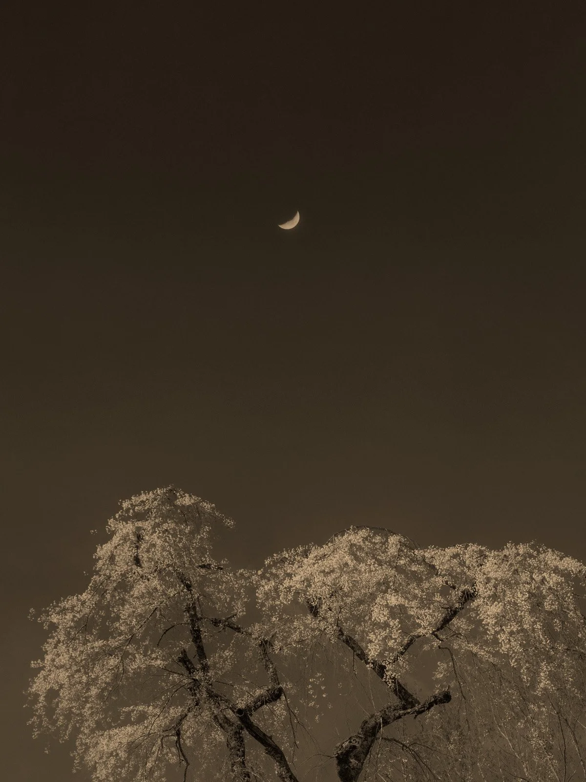 © Paul Cupido. All Rights Reserved.