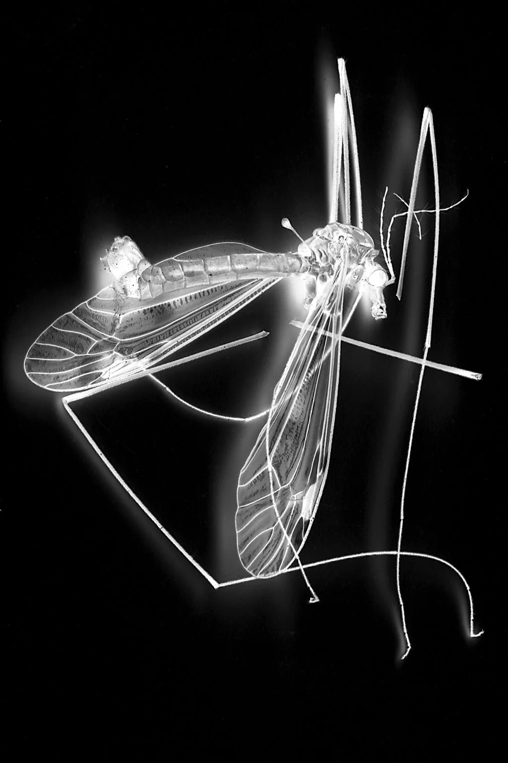 Margot Wallard_Untitled (from series Natten)_2013-2017 (18).jpeg