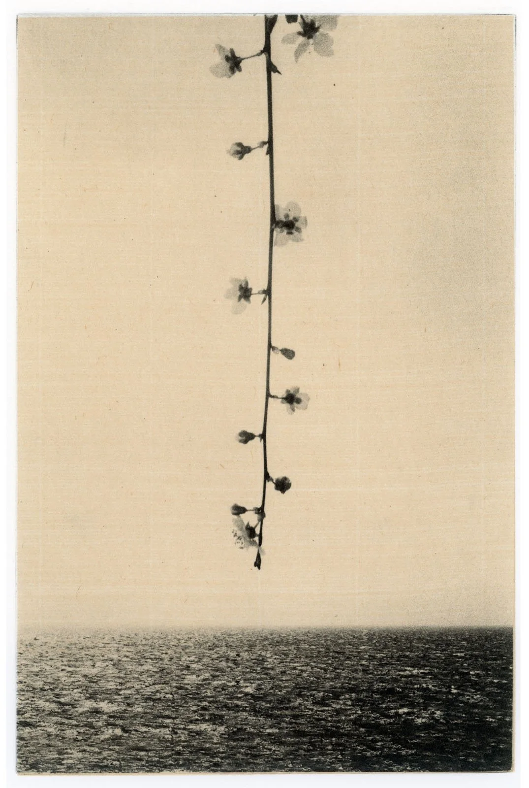 © Paul Cupido. All Rights Reserved.