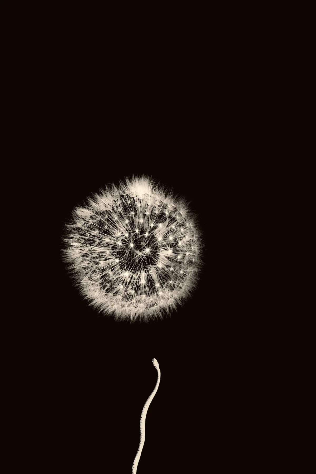 © Paul Cupido. All Rights Reserved.