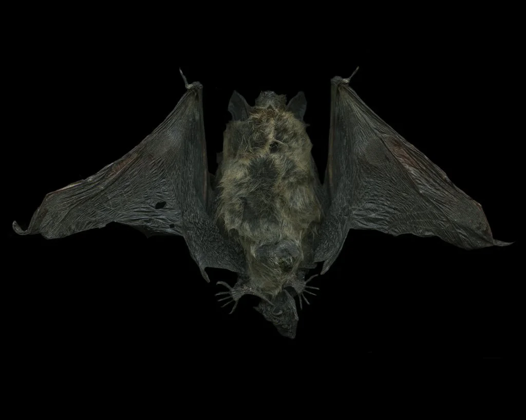 Margot Wallard_Untitled (from series Natten)_2013-2017 (8).jpeg