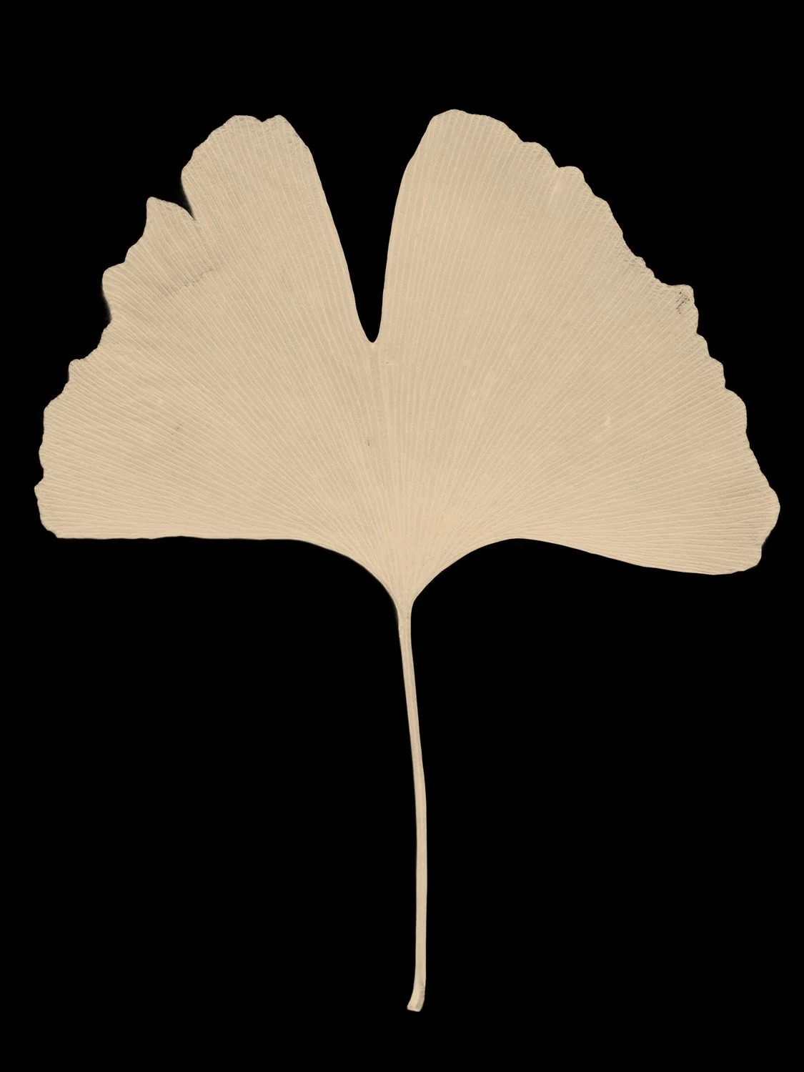 © Paul Cupido. All Rights Reserved.