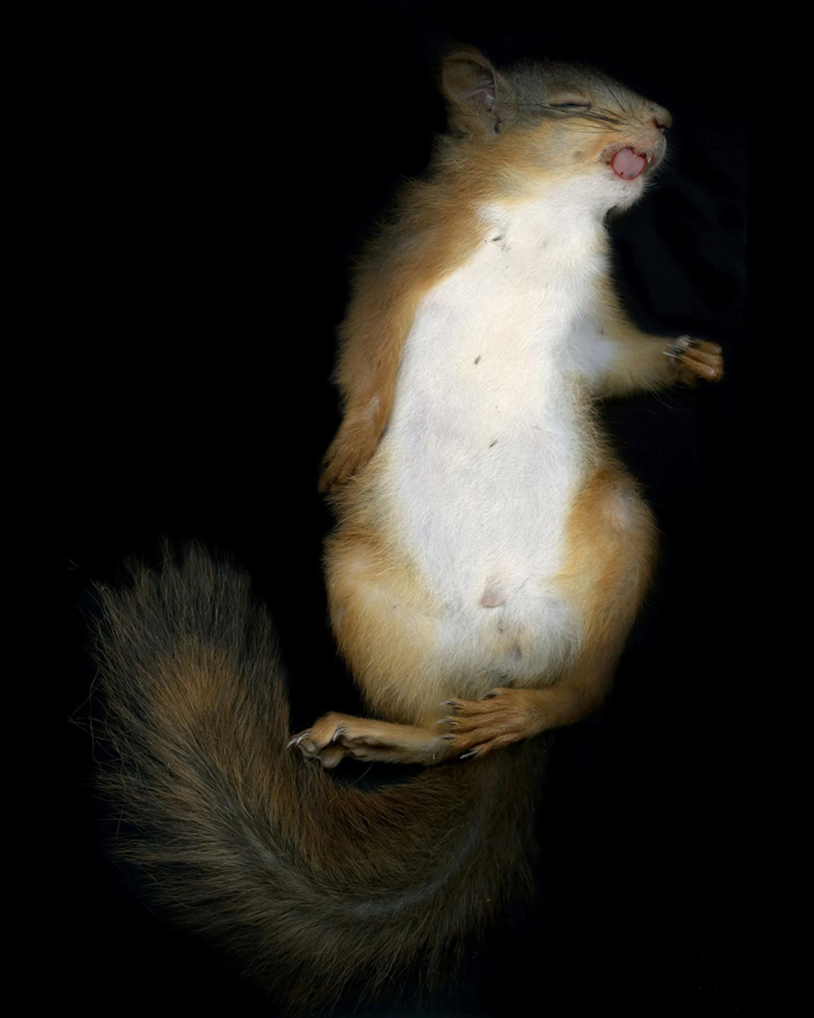 Margot Wallard_Untitled (from series Natten)_2013-2017 (20).jpeg