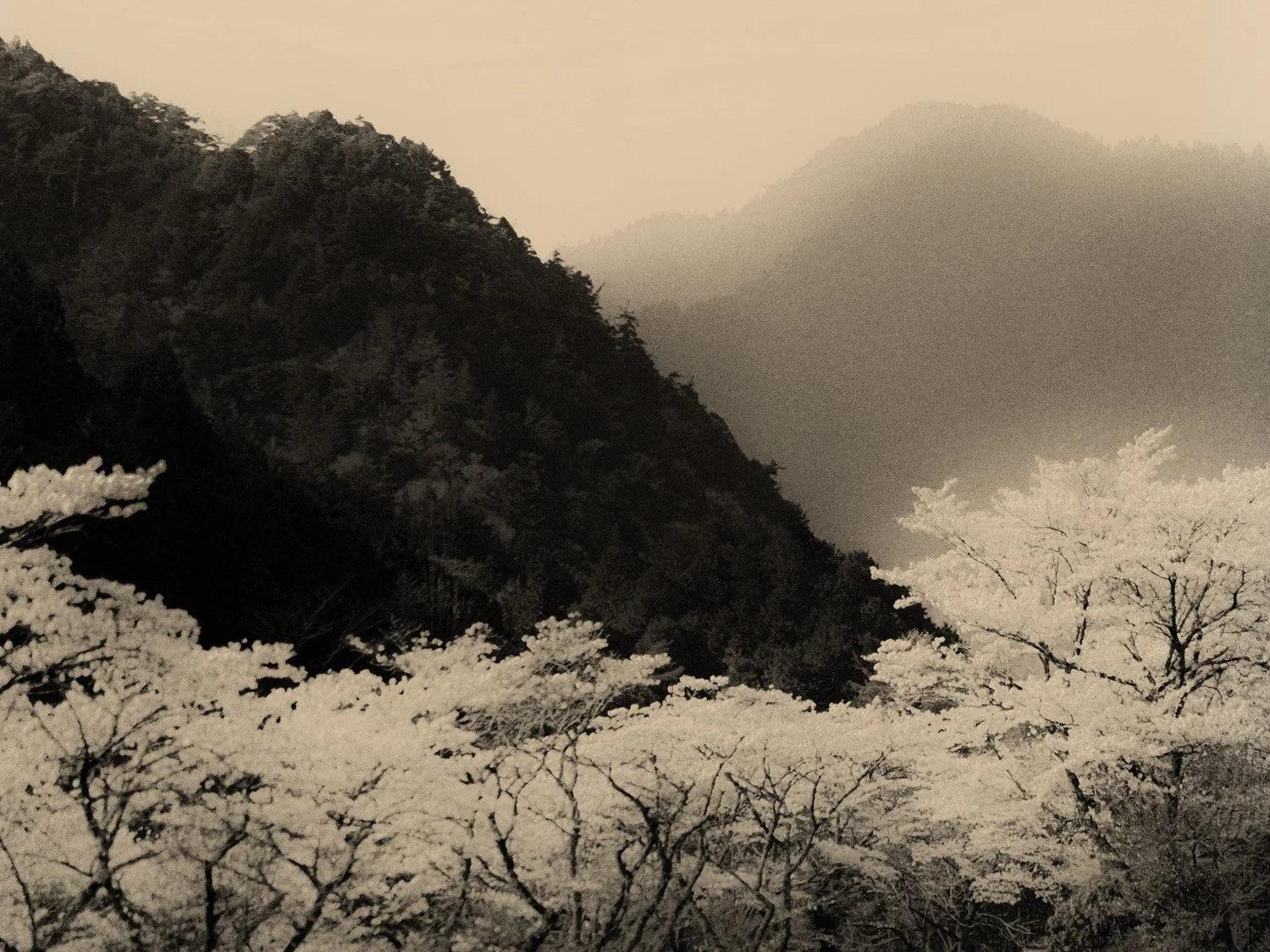 © Paul Cupido. All Rights Reserved.