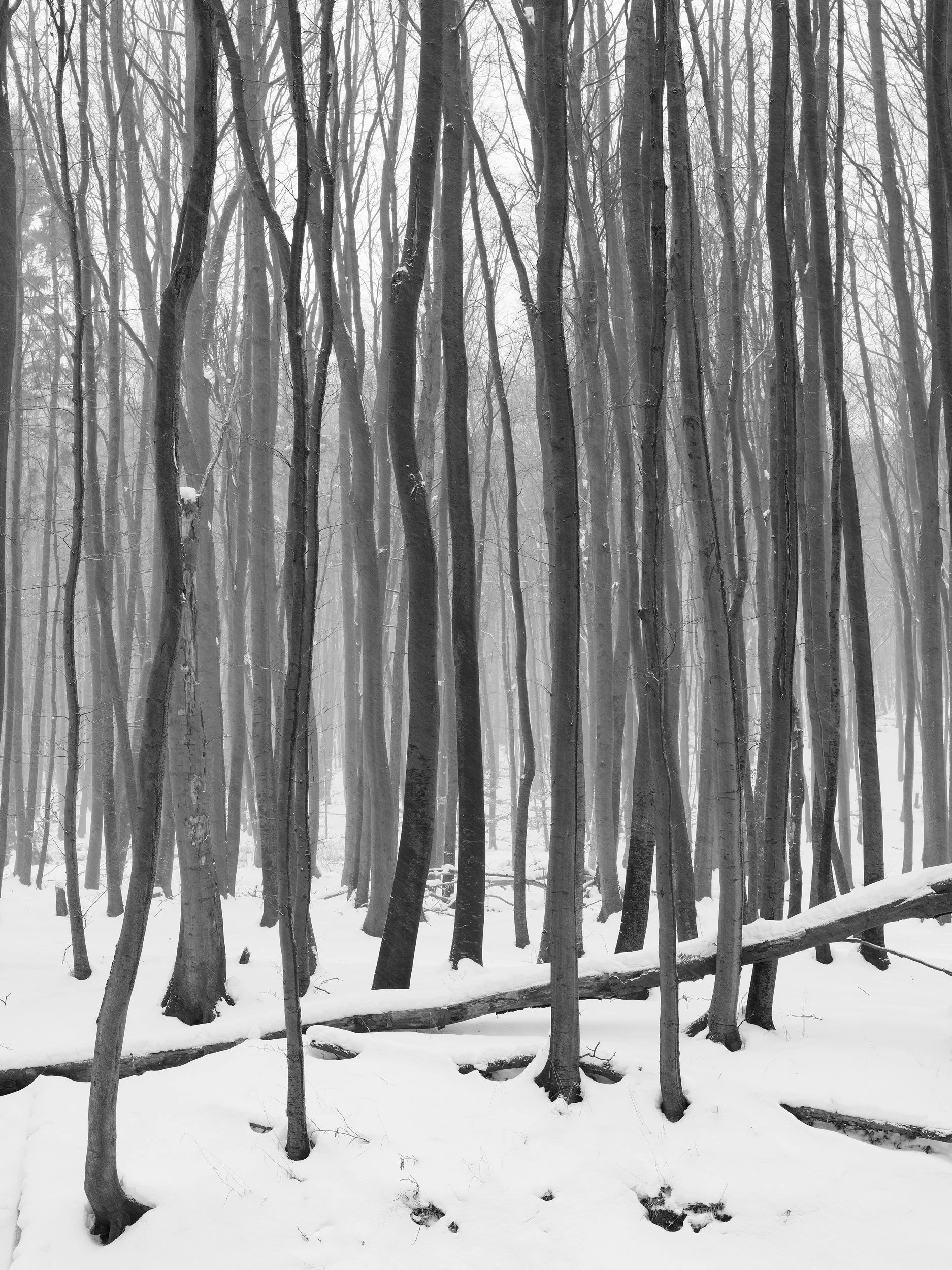 © Loredana Nemes. All Rights Reserved.