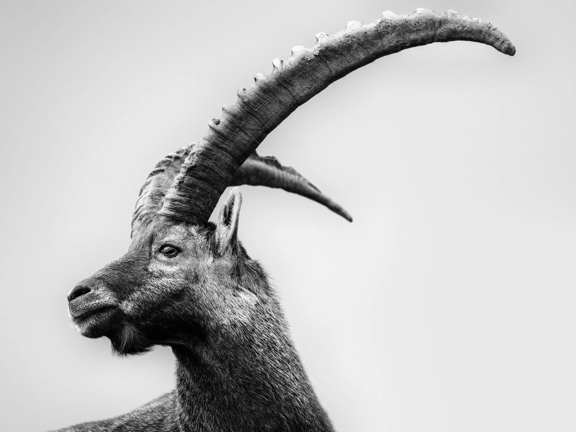 © Gian Giovanoli. All Rights Reserved.