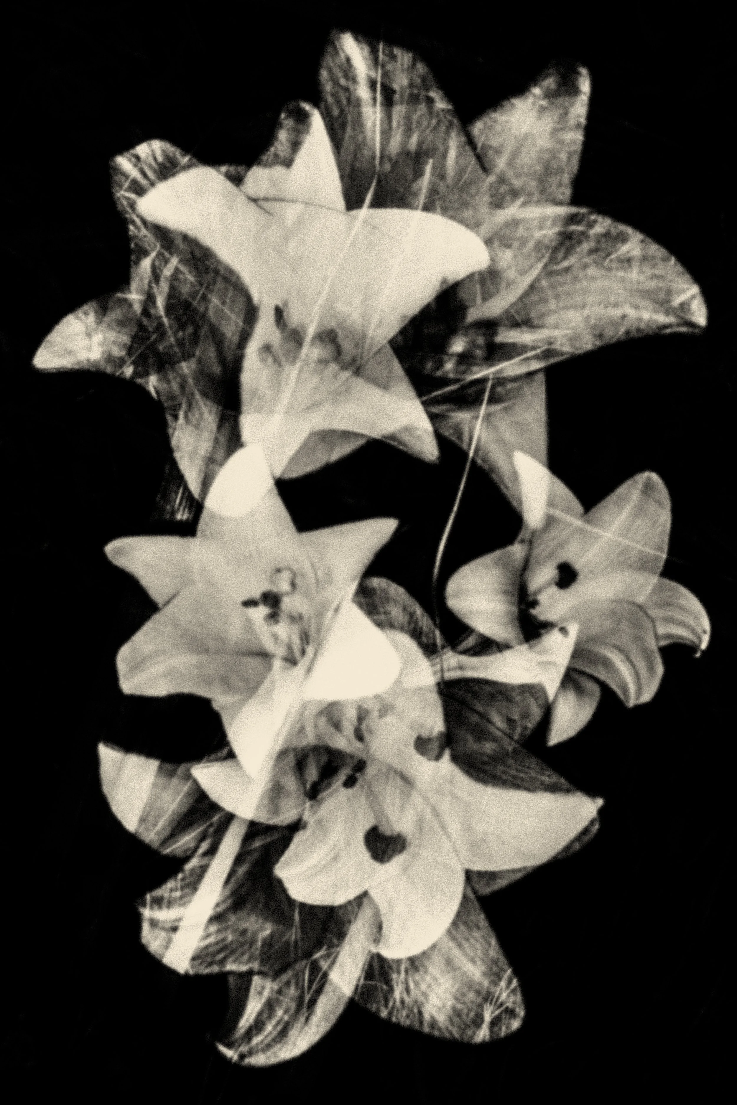 © Paul Cupido. All Rights Reserved.