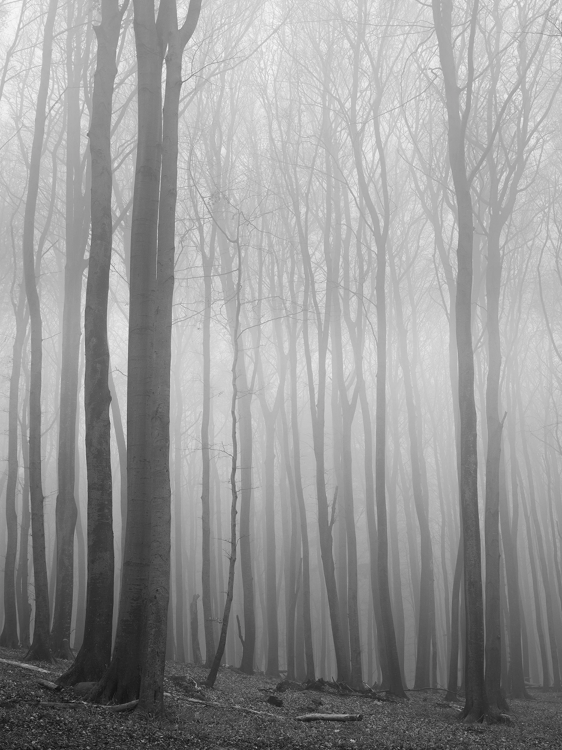 © Loredana Nemes. All Rights Reserved.