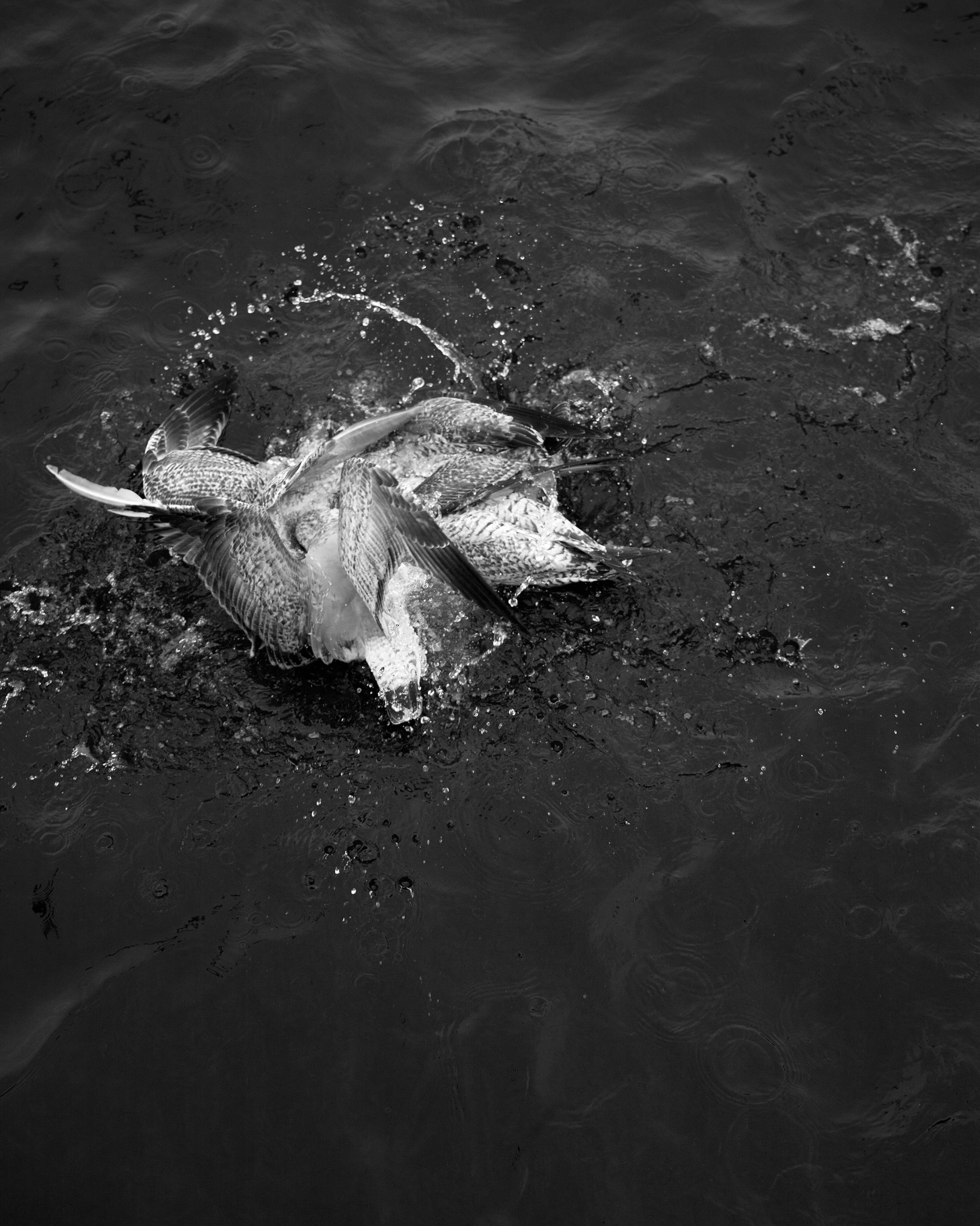 © Loredana Nemes. All Rights Reserved.