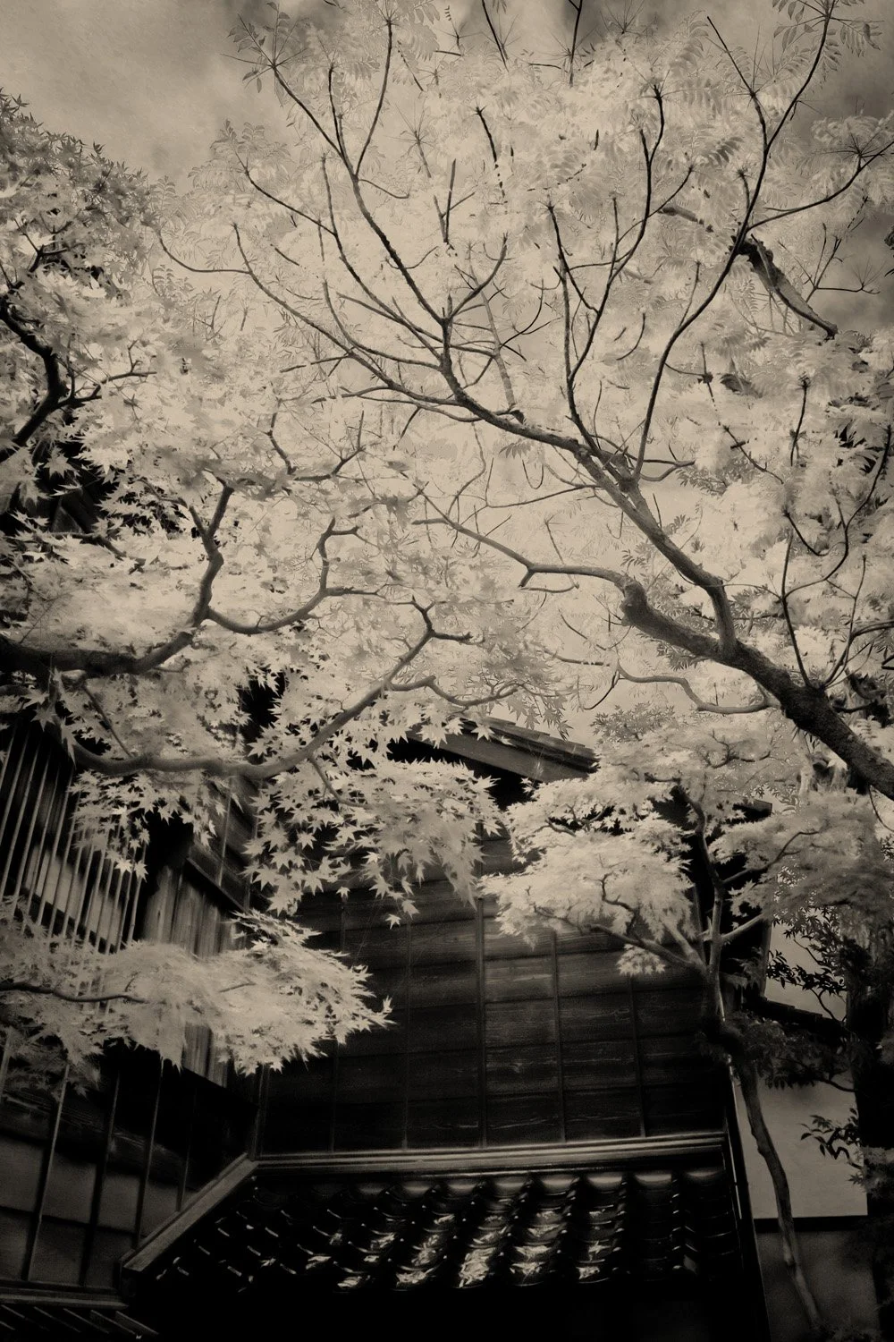 © Paul Cupido. All Rights Reserved.