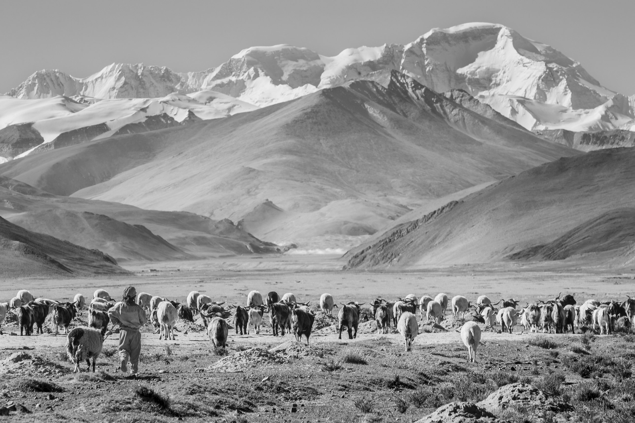 Herd of yaks and goats moving across a wide valley with snow-covered Himalayan peaks in the background.