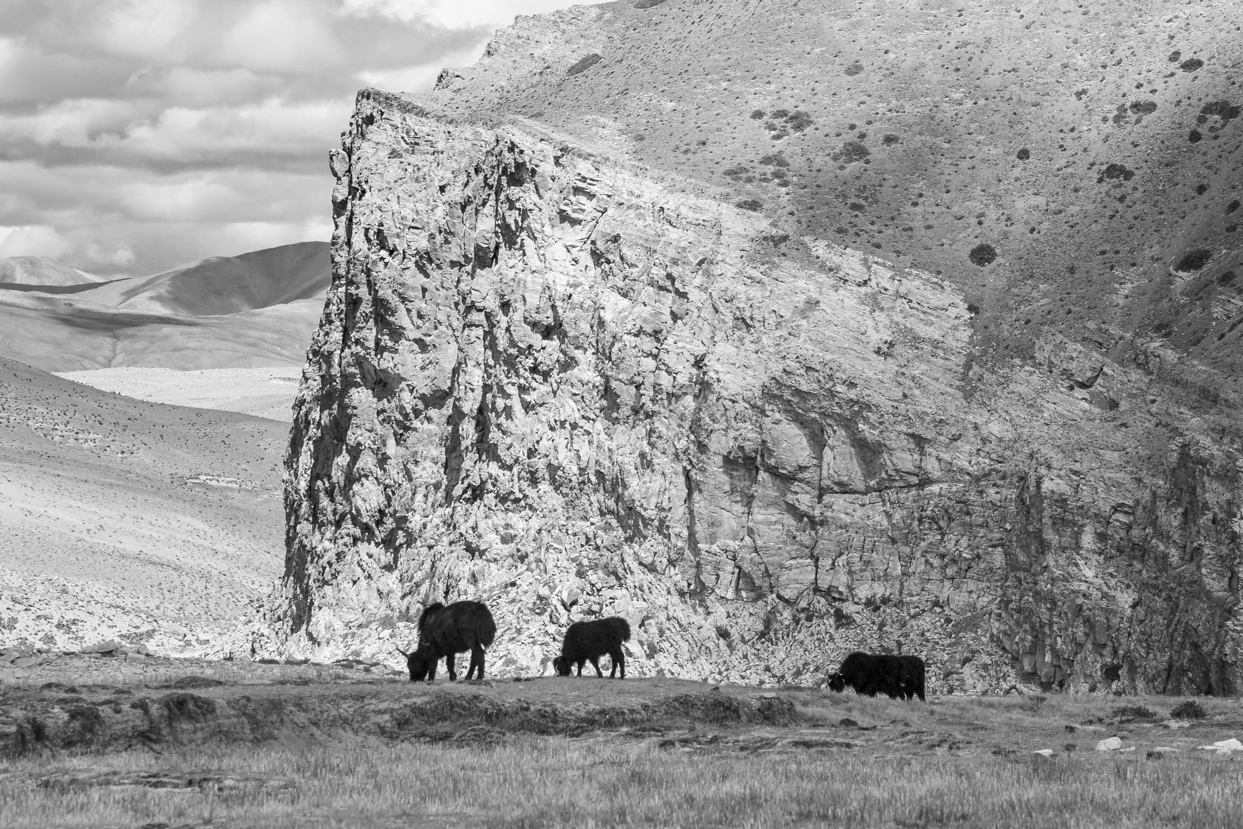 Yaks grazing on a high plateau beneath a steep rocky cliff in the Tibetan Himalayas.