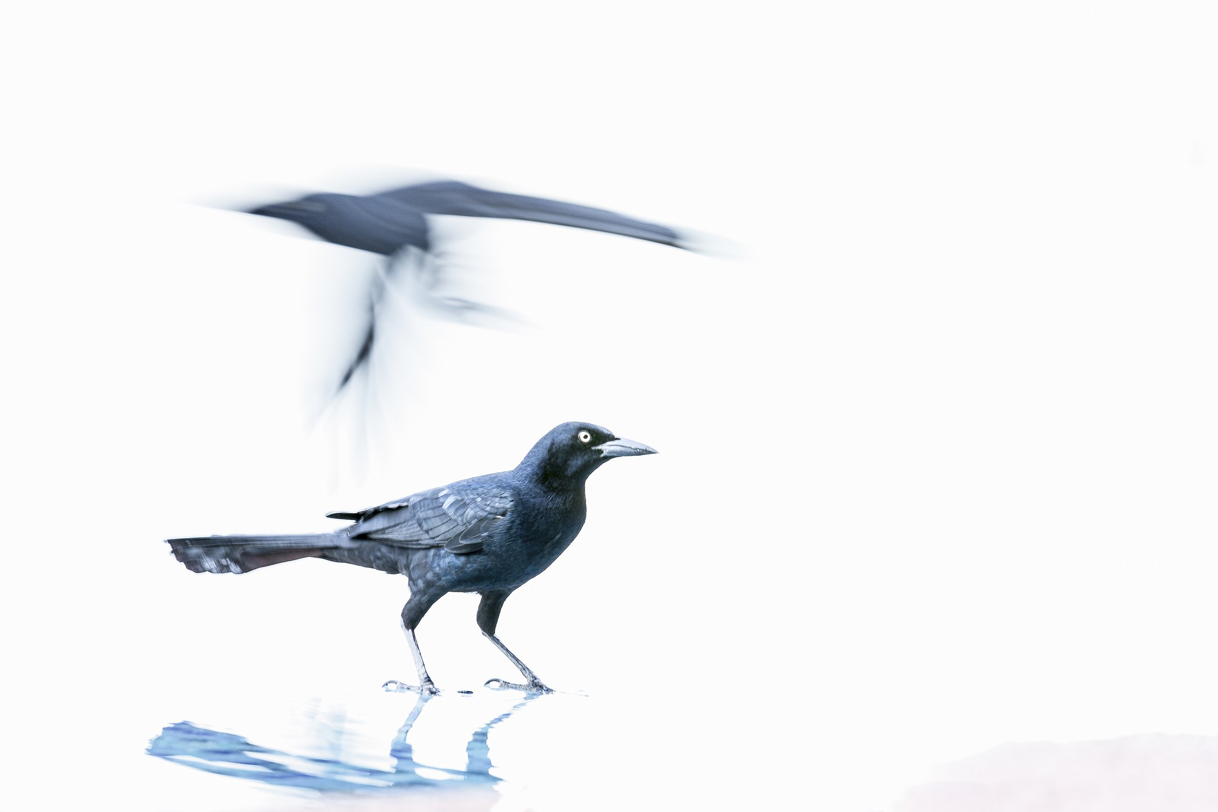 Black bird standing on a reflective surface with a blurred bird in motion above it.