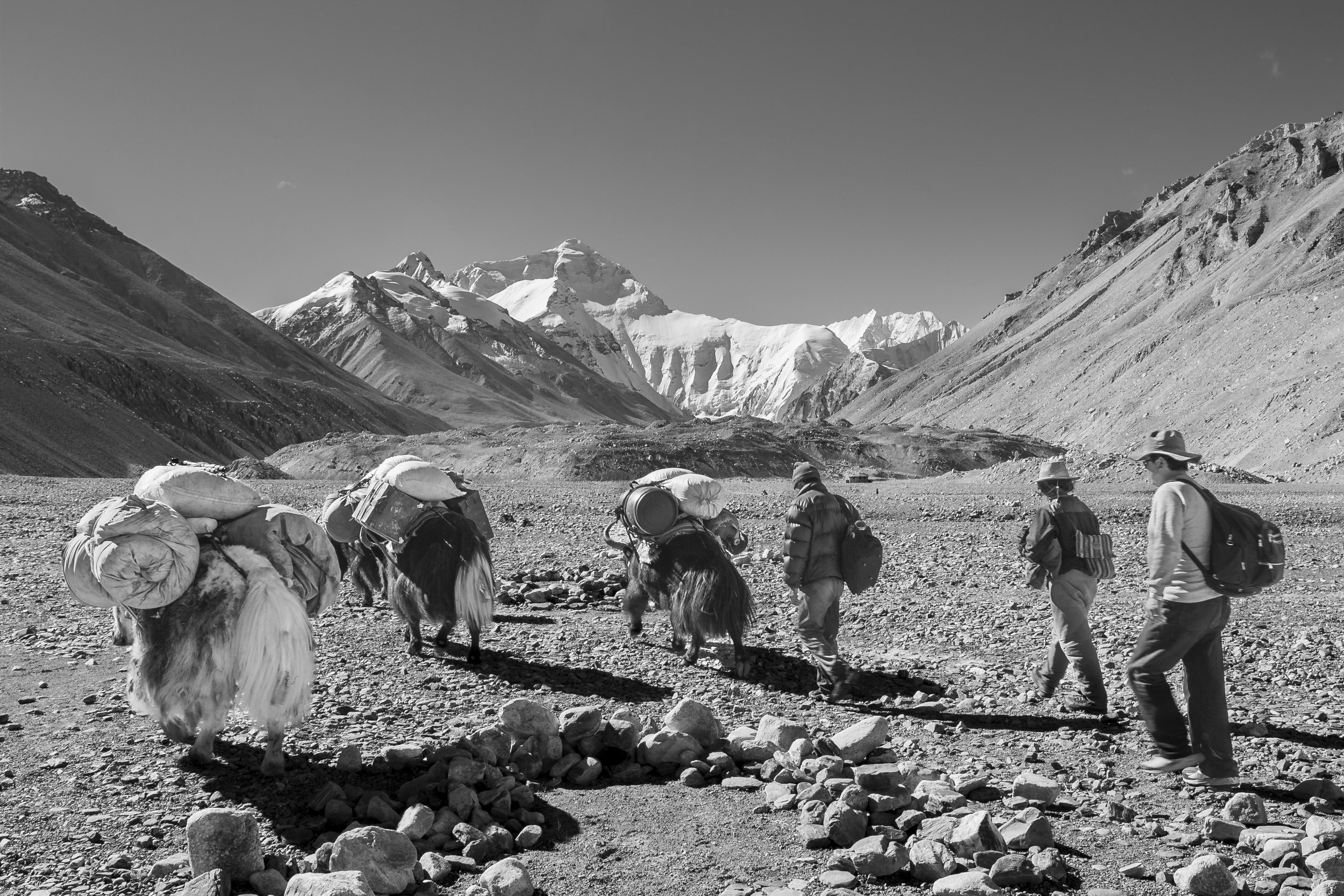 Yak caravan carrying supplies across a rocky valley toward snow-covered Himalayan peaks.
