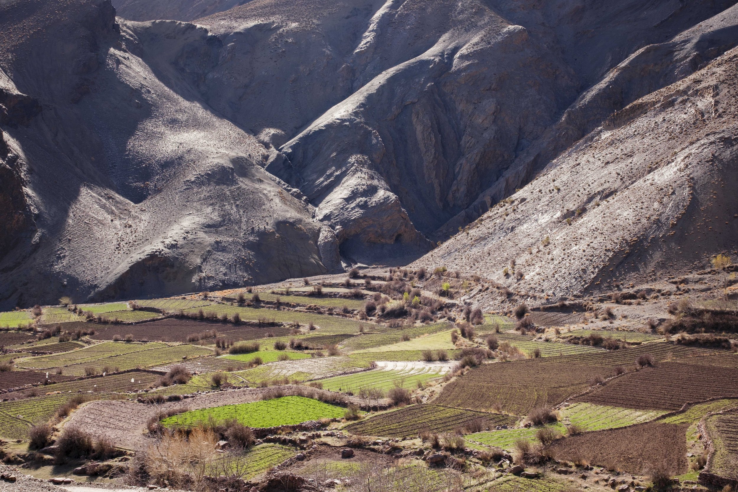 Agricultural terraces and village fields in the Aït Bouguemez Valley surrounded by the High Atlas Mountains, Morocco.