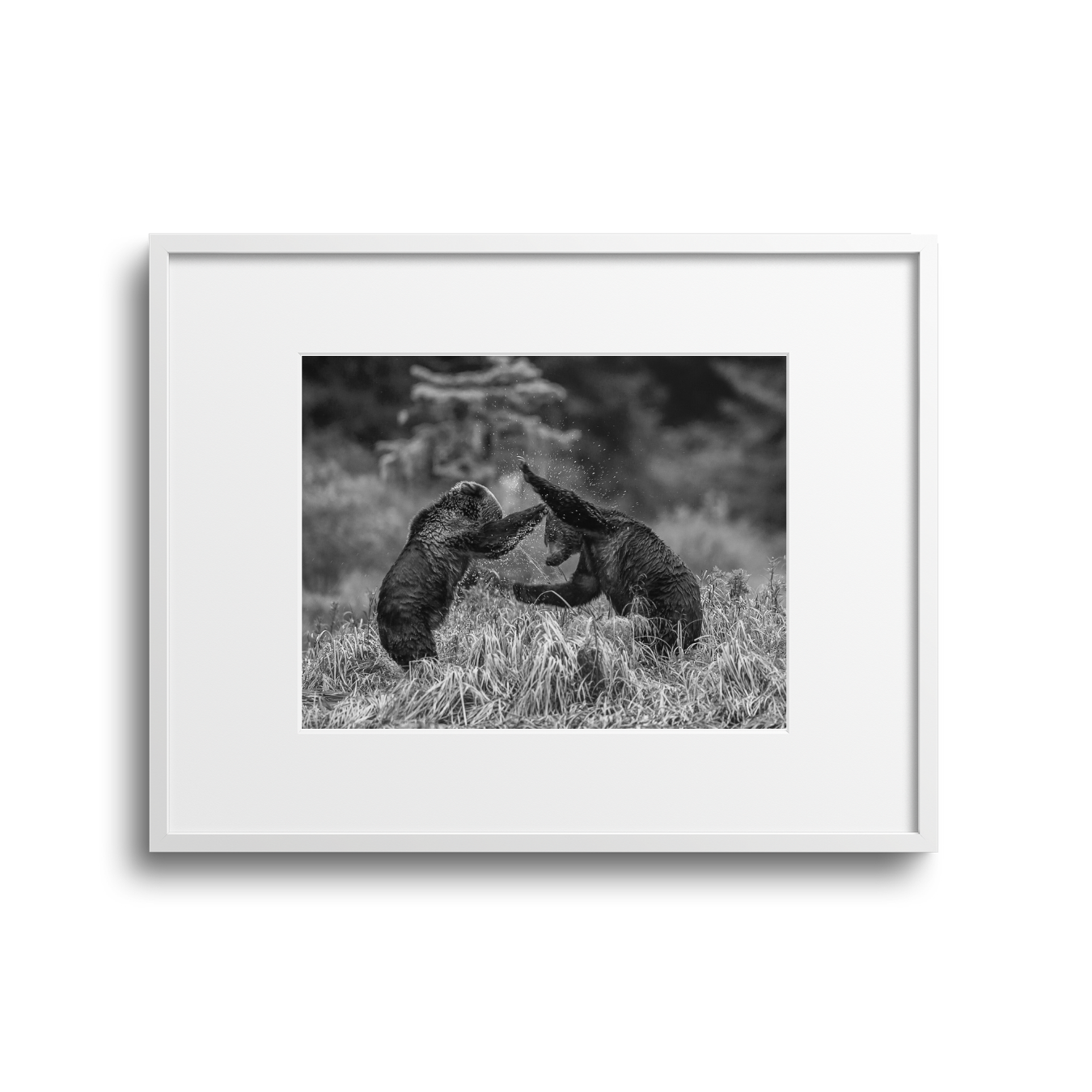 Two bears playfully fighting in a grassy field in black and white.
