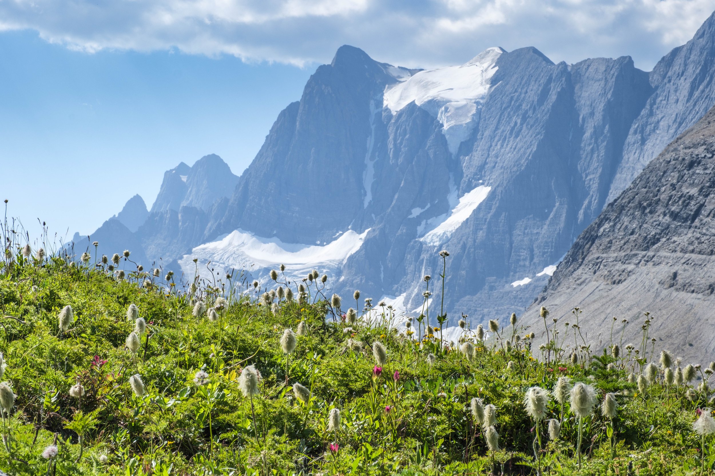 Wild alpine meadow below towering glaciated mountains in a remote high-altitude landscape.