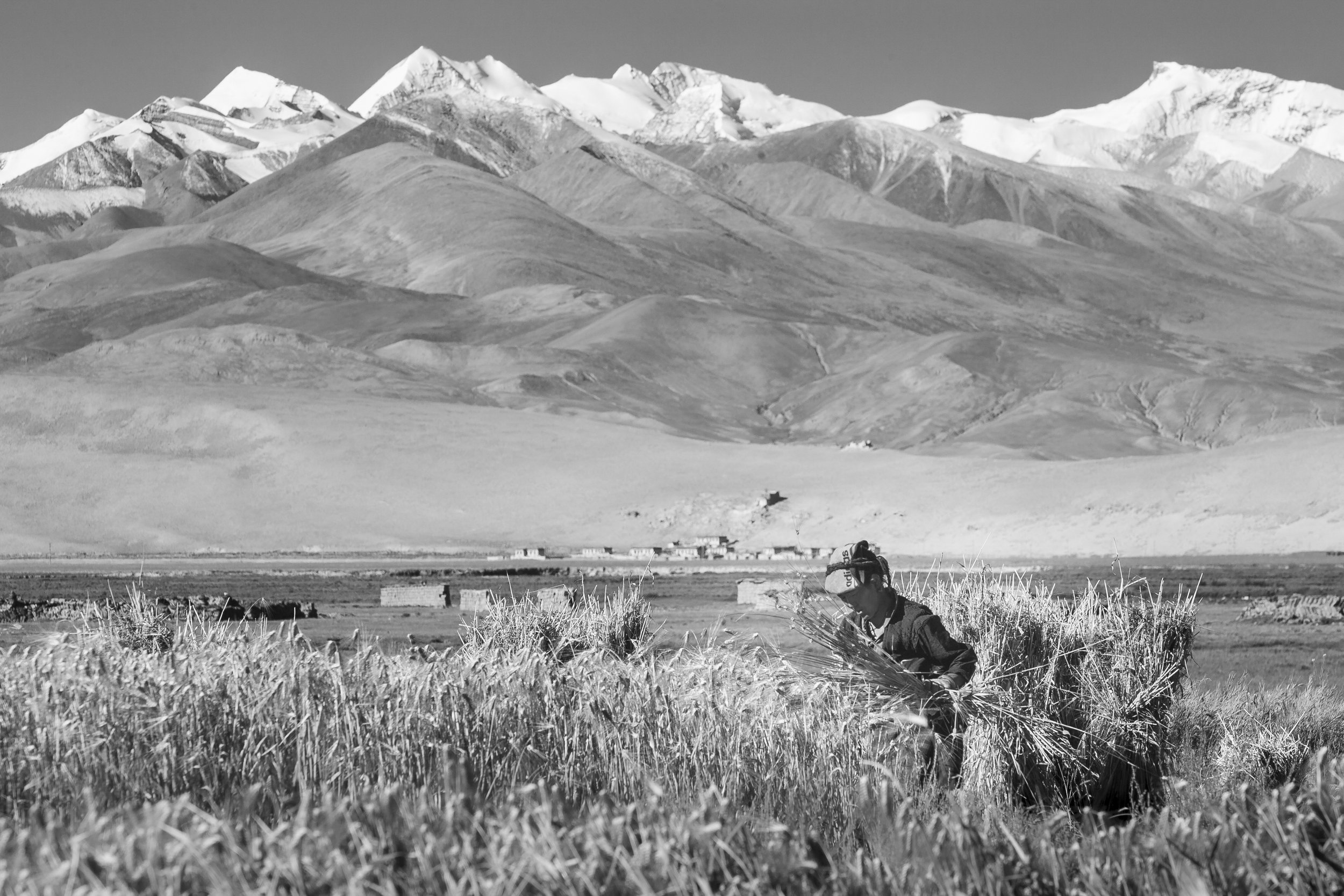 Farmer harvesting barley by hand in a high-altitude field on the Tibetan Plateau.