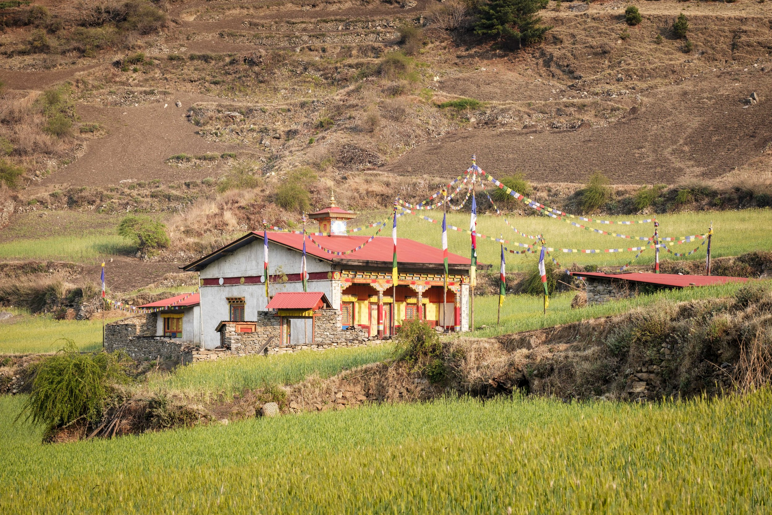 Community monastery surrounded by fields and prayer flags in Tsum Valley, northern Nepal.