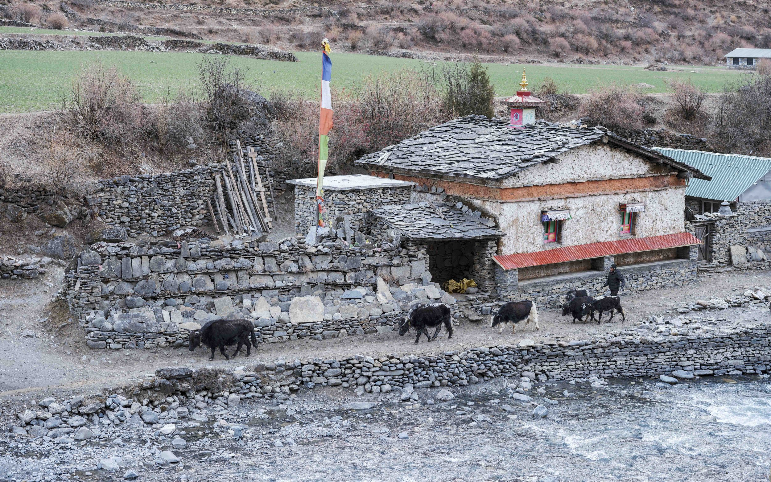 Herd of yaks walking past a stone monastery beside a river in Tsum Valley, Nepal.