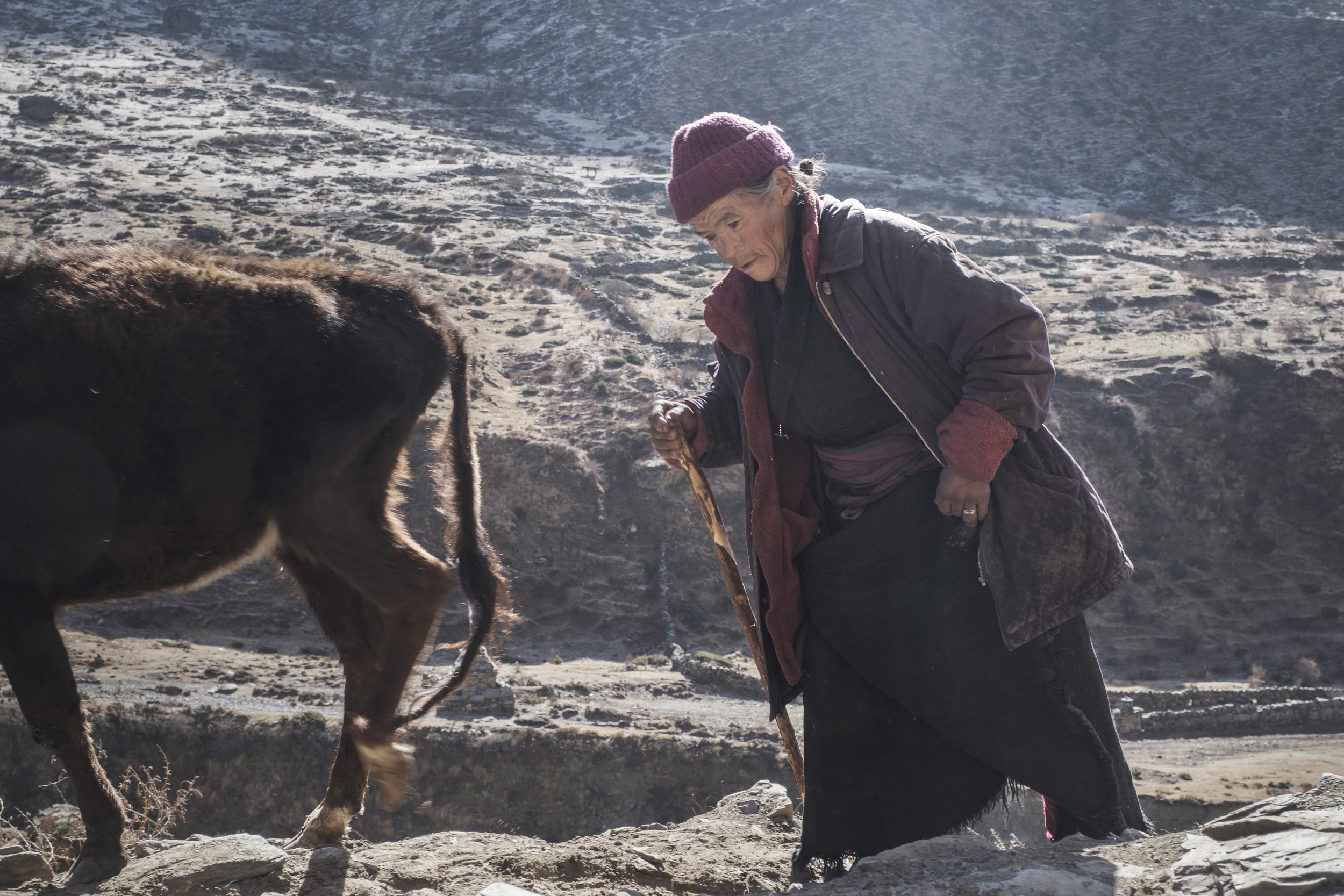 Morning sun catches the slope above the trail from Nile to Mu Gompa as Ibi moves slowly behind her yak. At this altitude, herding remains a daily necessity, binding age, animal, and landscape in the steady rhythm of mountain life. Tsum Valley, Nepal.