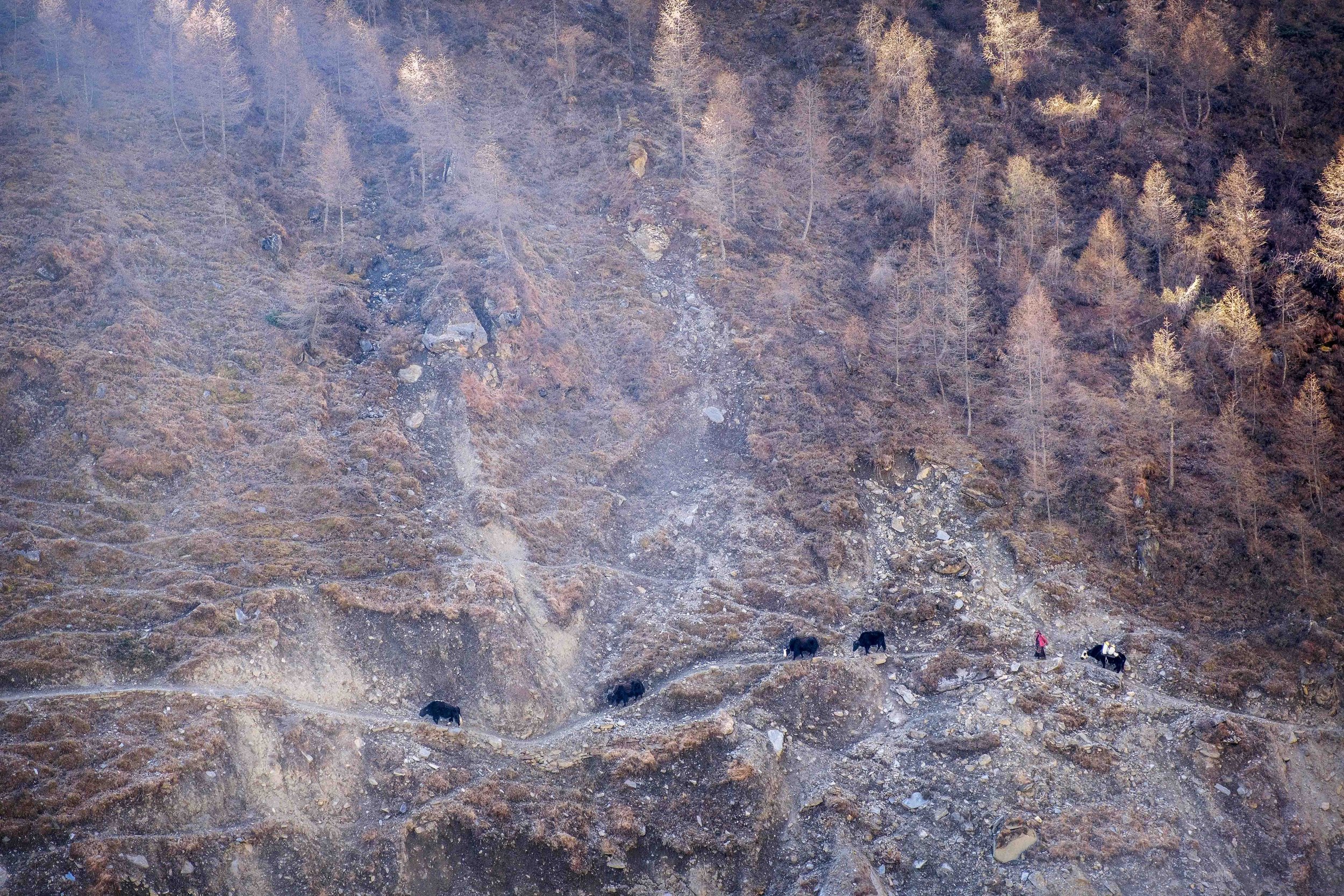 Along a narrow trail, where only one footstep or hoof can fit at a time, a Tsumba woman leads her yaks at a steady pace. The path, carved into the hillside, allows no turning back, almost mimicking the lives of these women. Tsum Valley, Nepal. Photo 