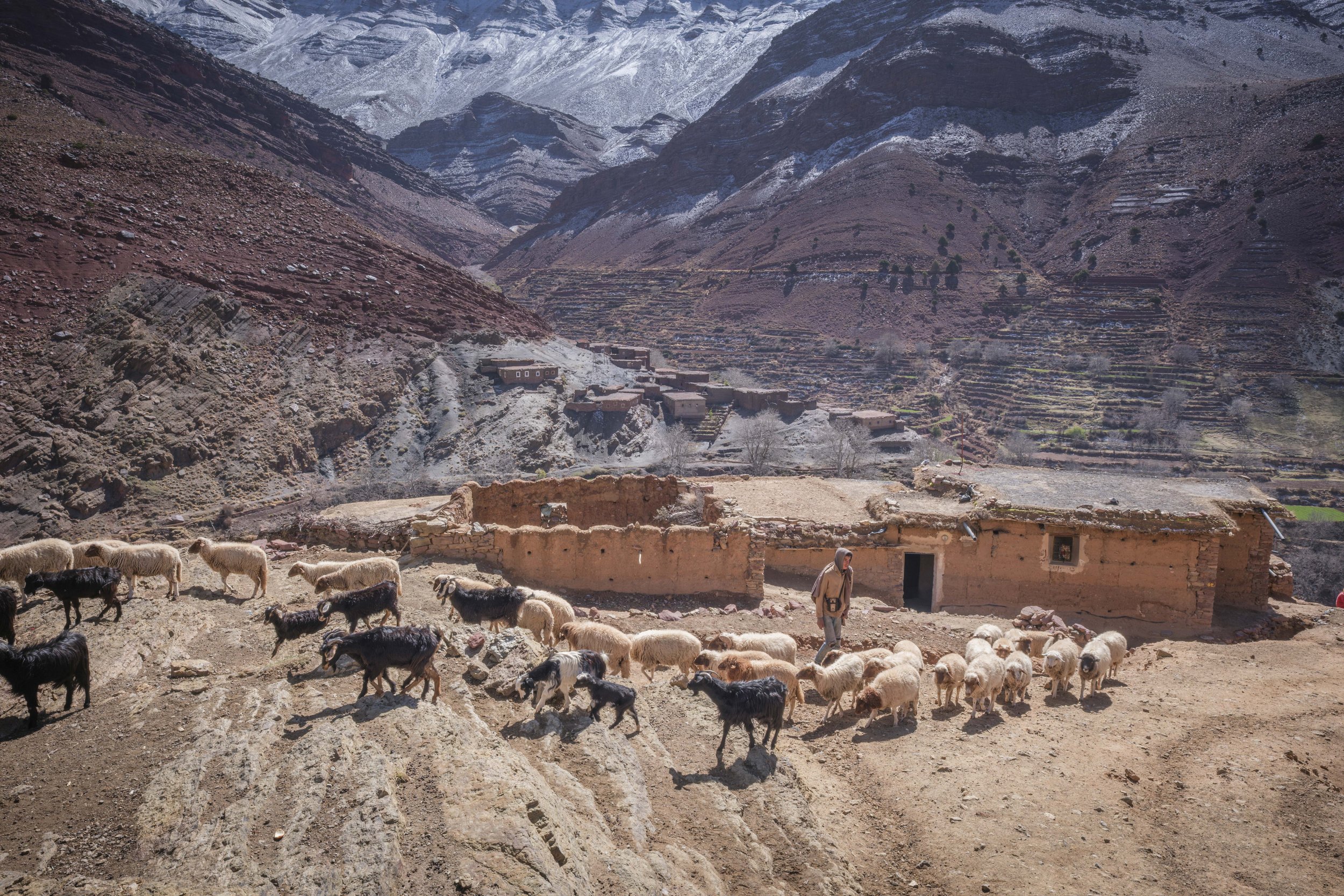 Shepherd guiding sheep and goats past a village home in the High Atlas Mountains near Aït Bouguemez Valley.