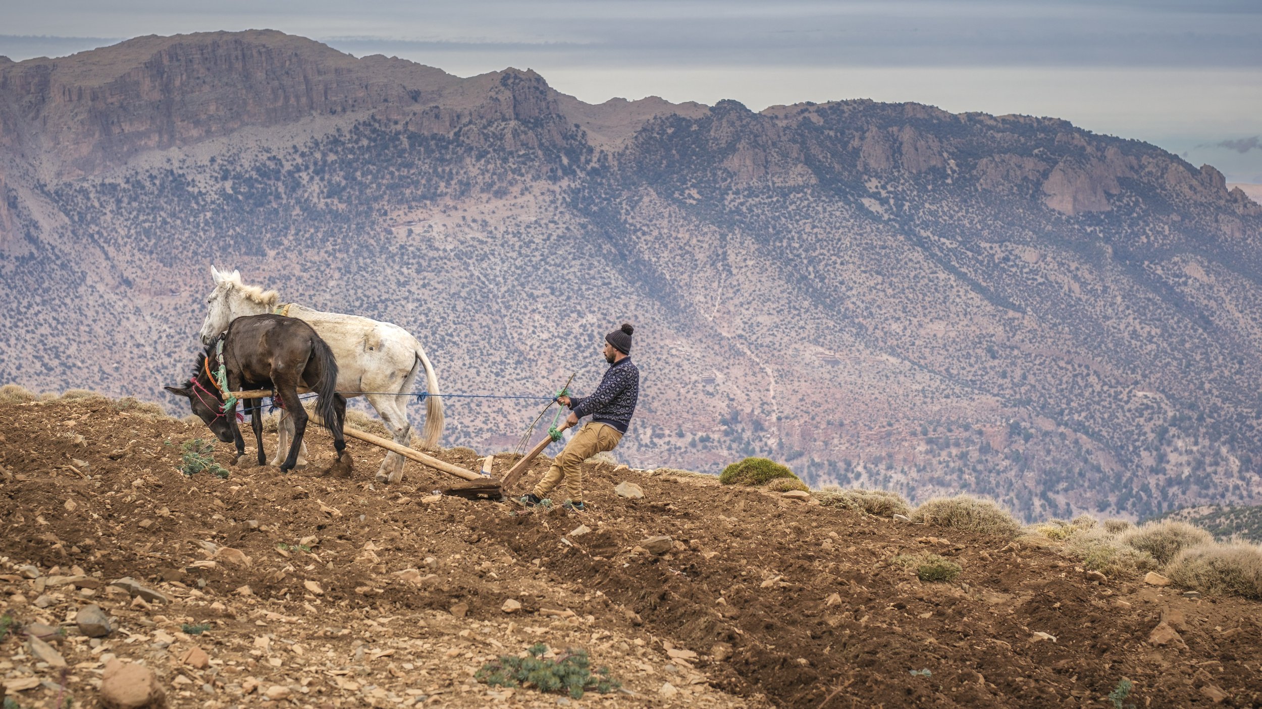 Farmer ploughing rocky soil with two horses on a mountainside in Morocco’s High Atlas near Aït Bouguemez Valley