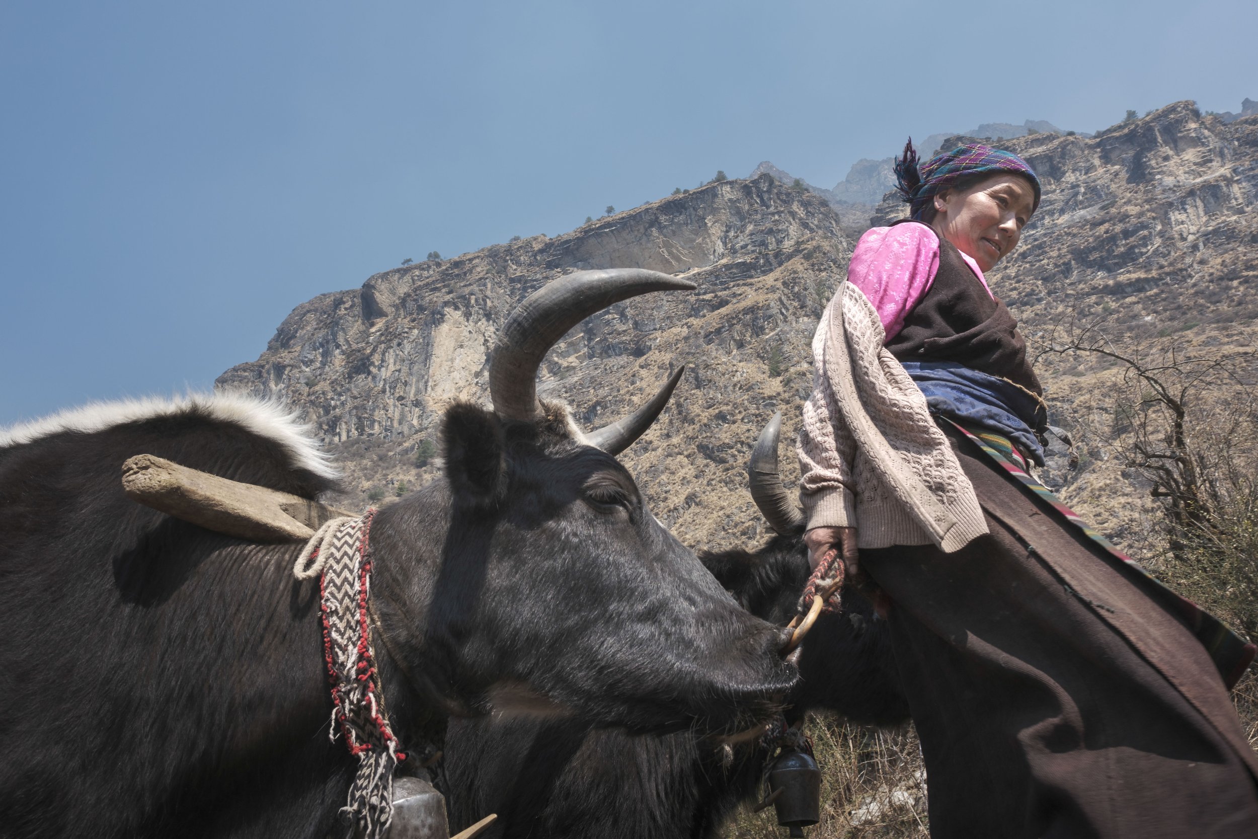 Mingmar leads a pair of dzopkyos (yak-cow hybrids) fitted with a wooden frame. These animals are essential for plowing fields in Tsum Valley, where mechanized farming is uncommon due to the remoteness and terrain. Women often participate equally in a