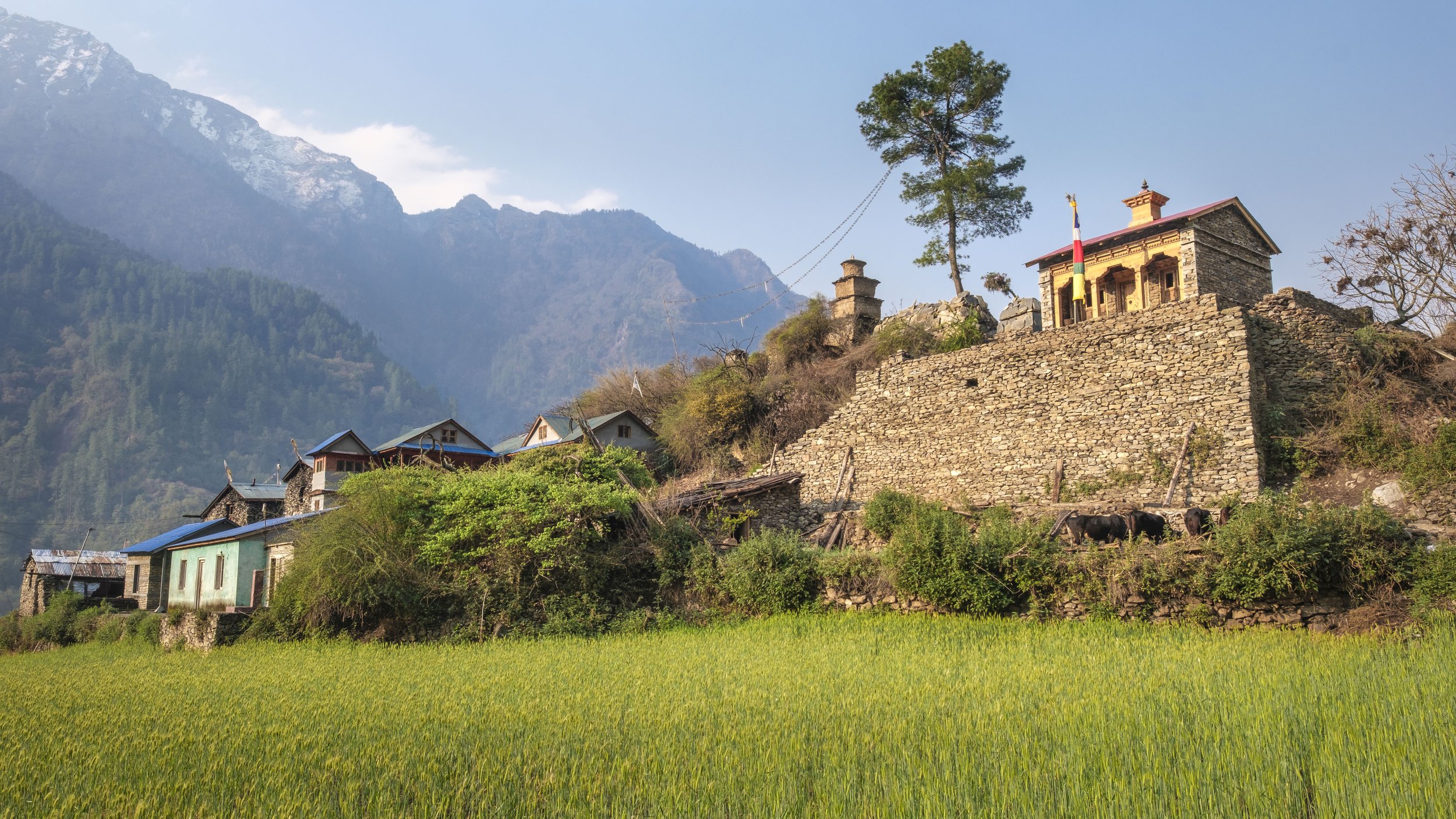 Village houses and a monastery built on a hillside above agricultural fields in Tsum Valley, Nepal.