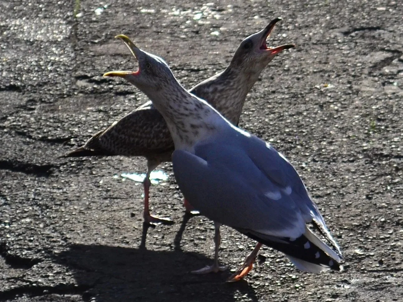 DSC_0332.jpg